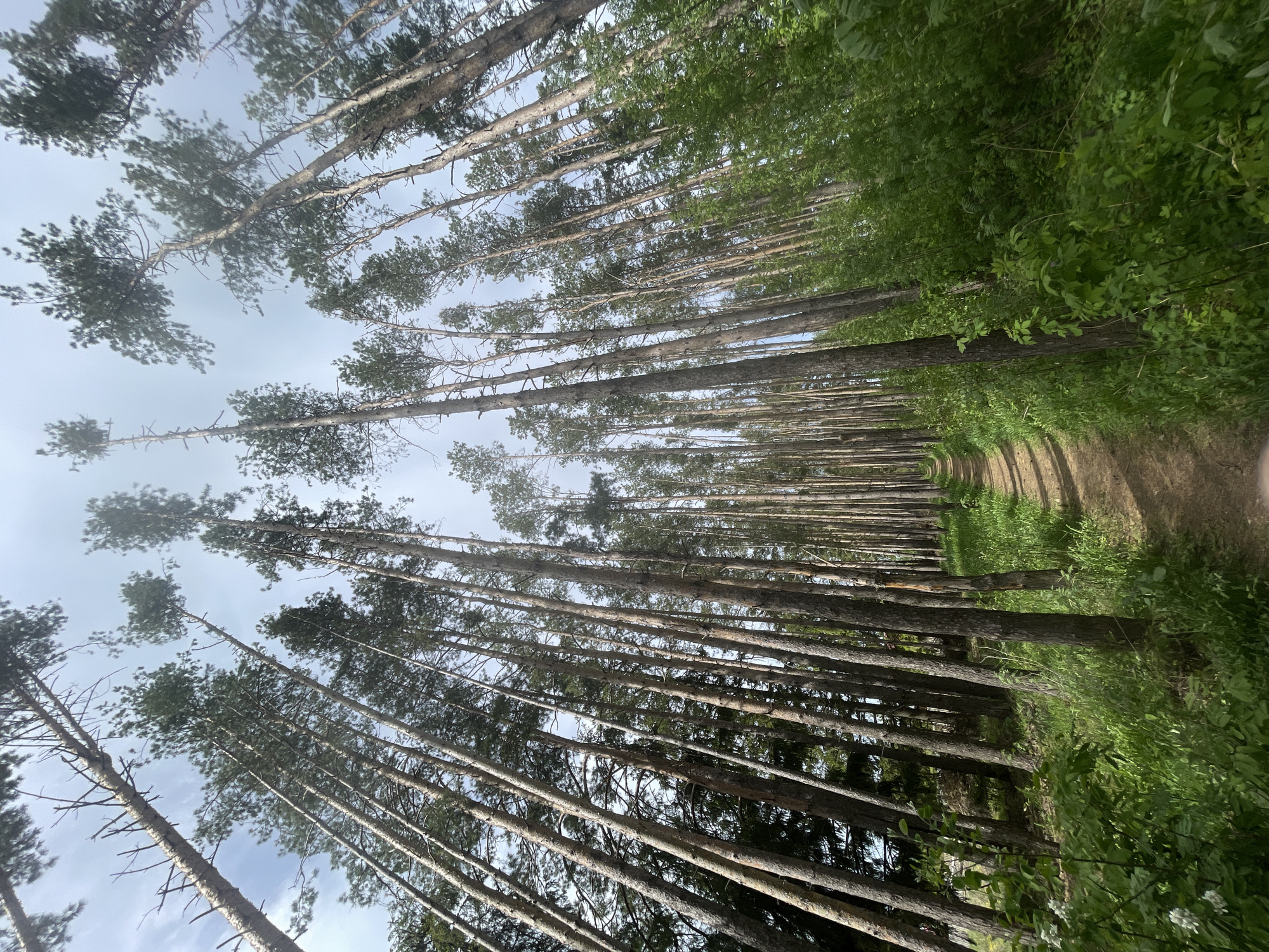 The image depicts a forest scene in Подшивалово, Russia. Tall, slender pine trees dominate the view, their trunks rising parallel to each other and angled slightly towards the right. A dirt path runs through the forest between the rows of trees. Green vegetation, including bushes and grass, grows along the sides of the path. The sky is visible through the canopy, appearing overcast. There are no people visible in the image.