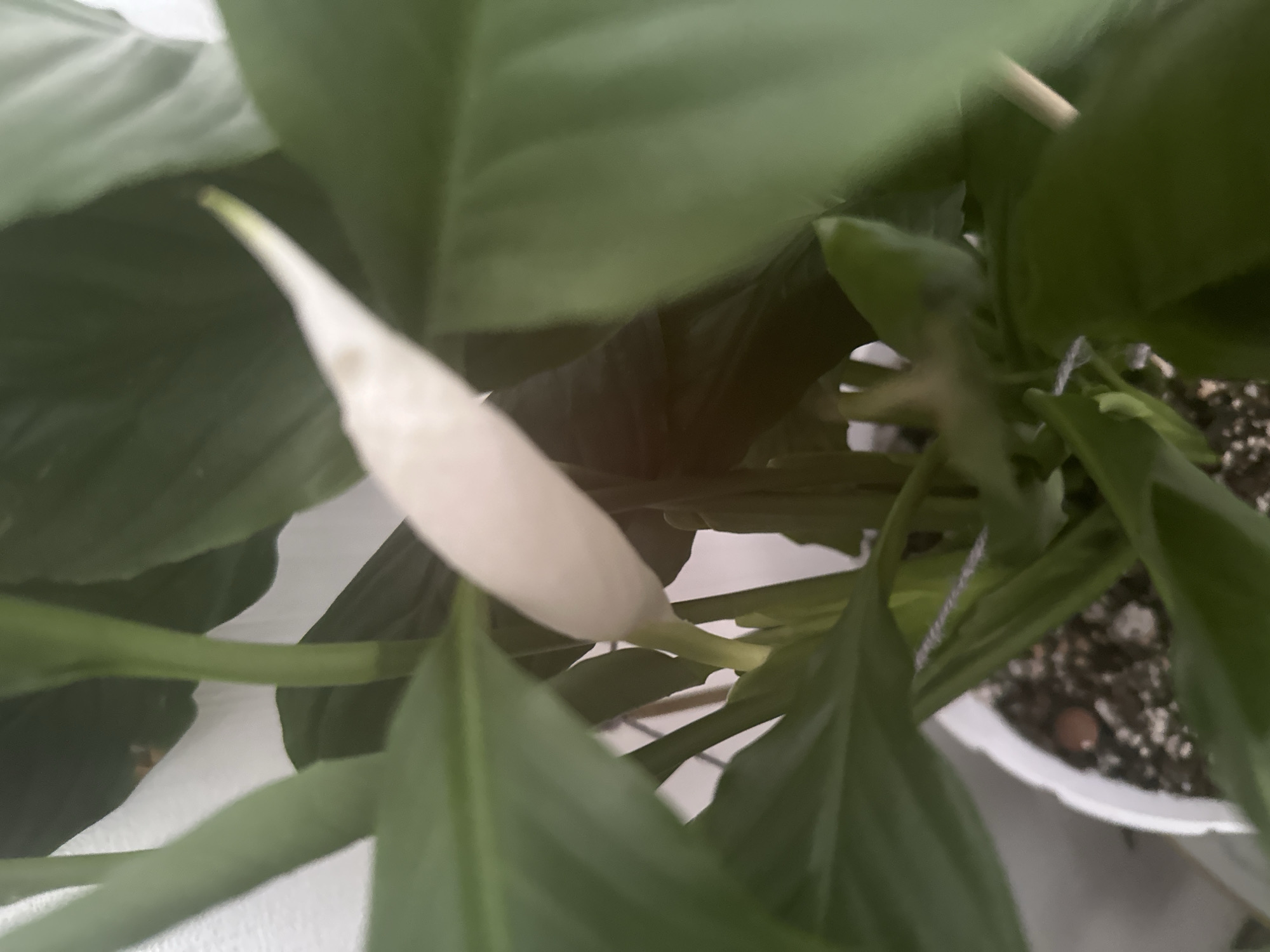 This is a close-up, top-down shot of a peace lily plant, with a focus on its white spathe and green leaves. The plant is in a white pot filled with dark soil and small white pebbles. The spathe is the dominant feature, a pointed, creamy white structure that is partially unfurled. Surrounding the spathe are lush, dark green leaves, some of which obscure parts of the plant. The lighting appears to be natural, suggesting an indoor setting near a window. The image is slightly blurred, giving it a soft, almost painterly quality. There is no visible text in the image. The scene is domestic and serene, with the peace lily appearing healthy and in bloom.