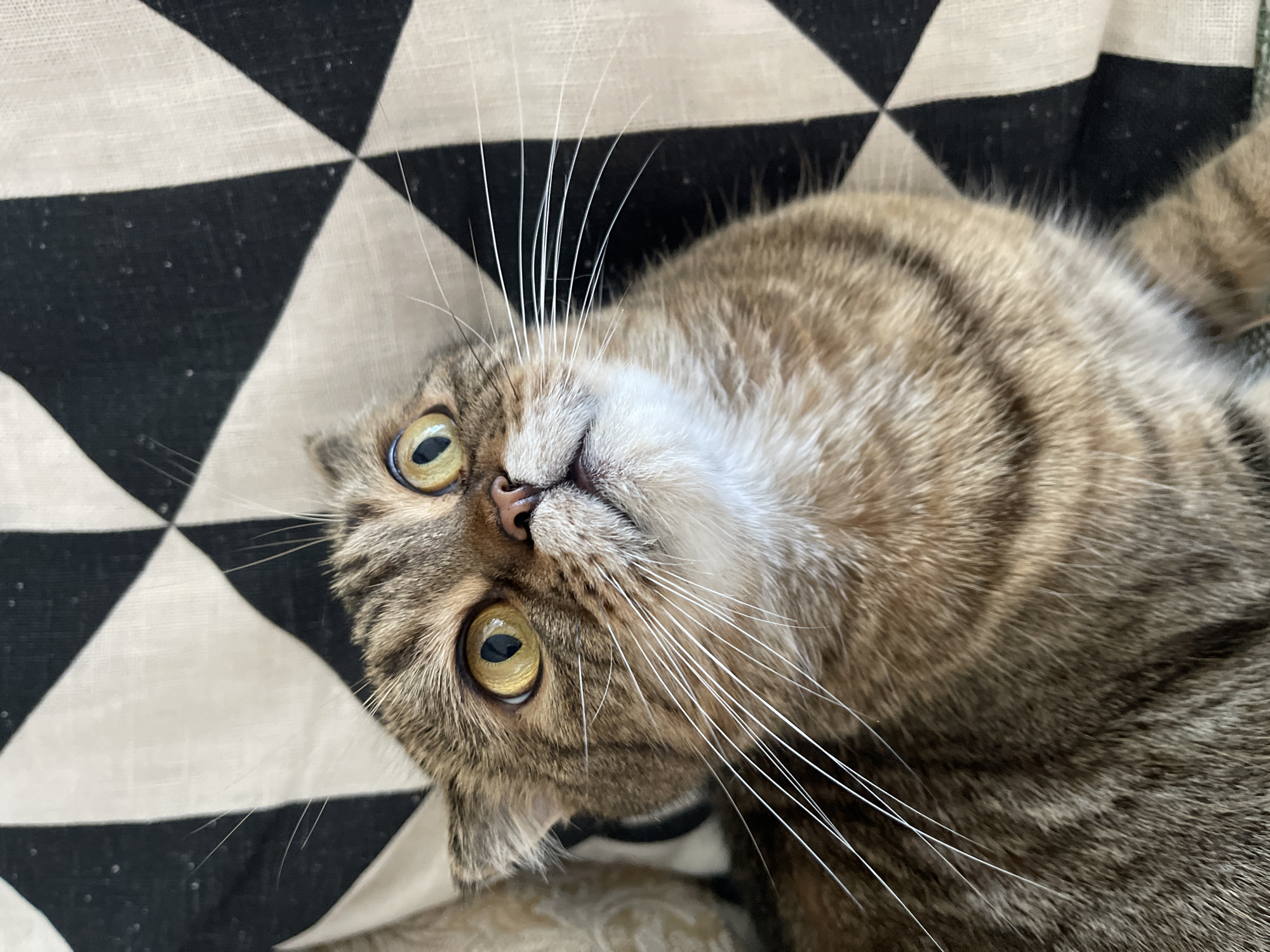 A close-up, high-angle shot focuses on the face of a domestic cat, likely a Scottish Fold, with its mouth slightly open. The cat has prominent yellow eyes with dark pupils and tabby markings on its fur. Its white whiskers fan out from its muzzle. The cat is lying on a patterned surface, a textile with a repeating diamond design in black and white. The background is slightly blurred, suggesting a shallow depth of field, and includes a hint of a lighter-colored object to the left, possibly a pillow or cushion. The image does not provide any information that would allow for the determination of its location in Dzerzhinsk, Russia.