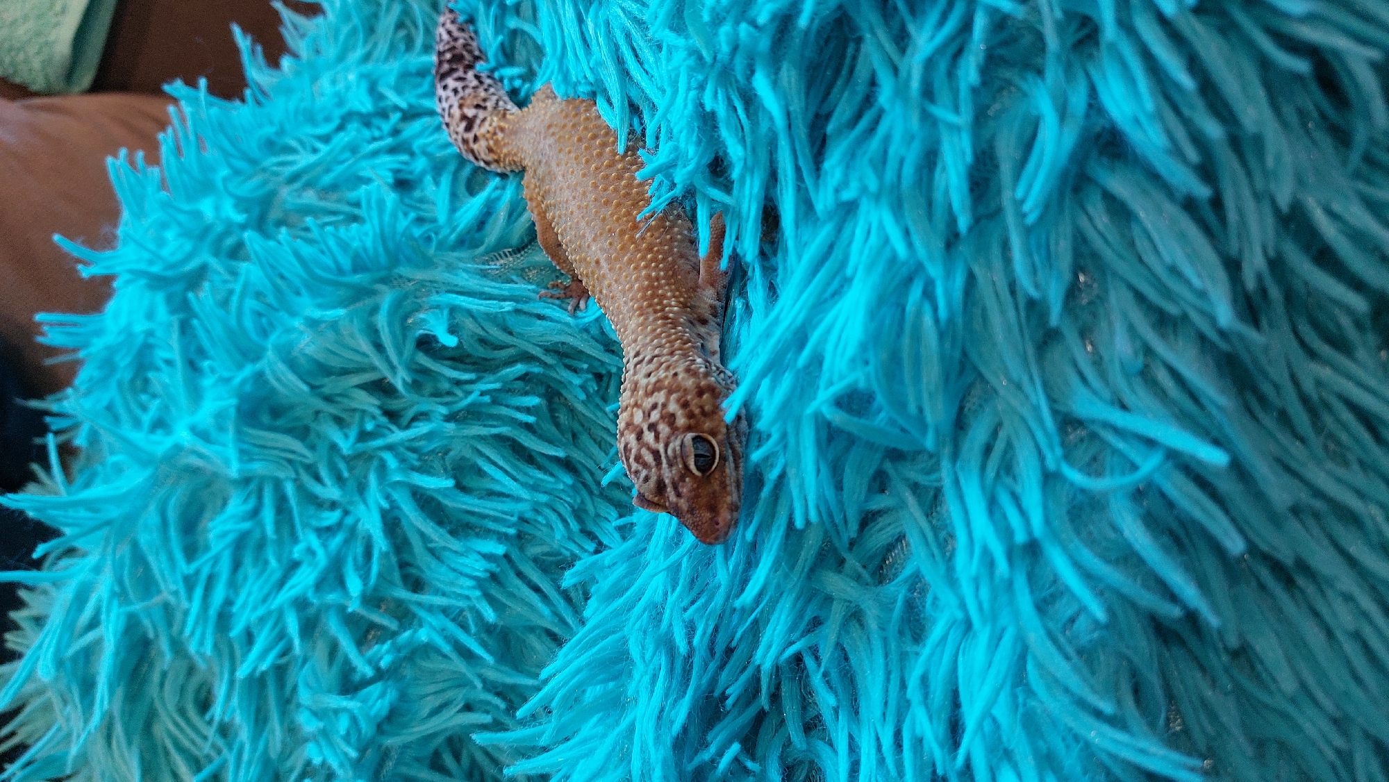 A leopard gecko is partially visible on a fluffy, bright turquoise blanket. The gecko is positioned in the lower center of the frame, with its head facing left. Its body is a mottled brown and beige with darker spots, and its tail is visible towards the right side of the image, also covered in spots. The gecko's eyes are dark. The blanket appears soft and shaggy, with long, thin fibers that create a textured surface. The lighting suggests an indoor environment, but no specific details about the location within Зелёный, Russia, can be determined from the image alone.