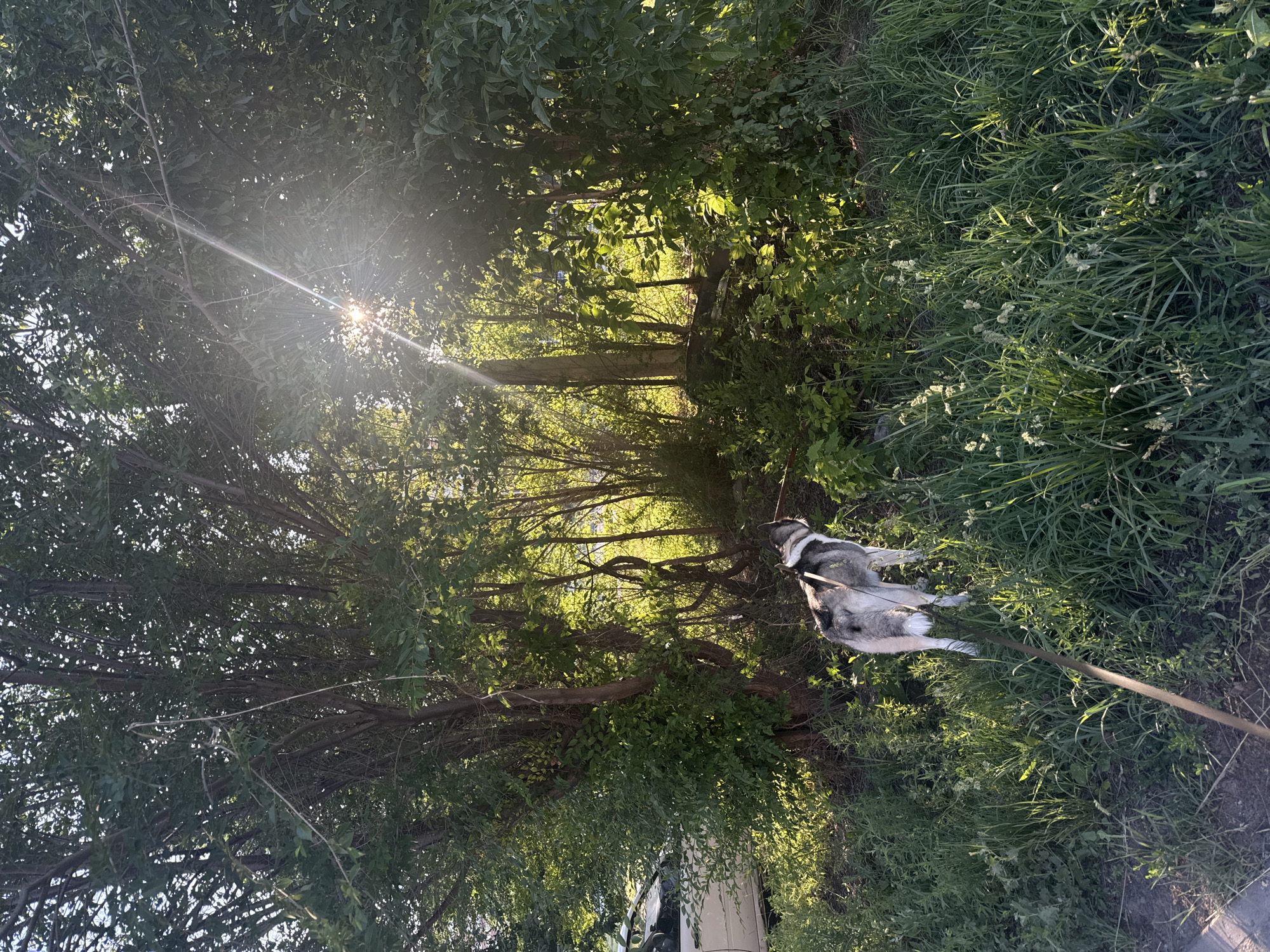 A husky dog with black, white, and gray markings lies on its side in tall green grass, tethered by a dark leash. The dog is facing towards the right side of the frame. In the background, through a dense canopy of green leaves and tree branches, sunlight streams down, creating a lens flare effect. The lighting suggests it is daytime, likely late afternoon or early morning due to the warm tones and long rays of light. The setting appears to be a natural, outdoor environment with abundant vegetation. There are no visible people or text in the image.