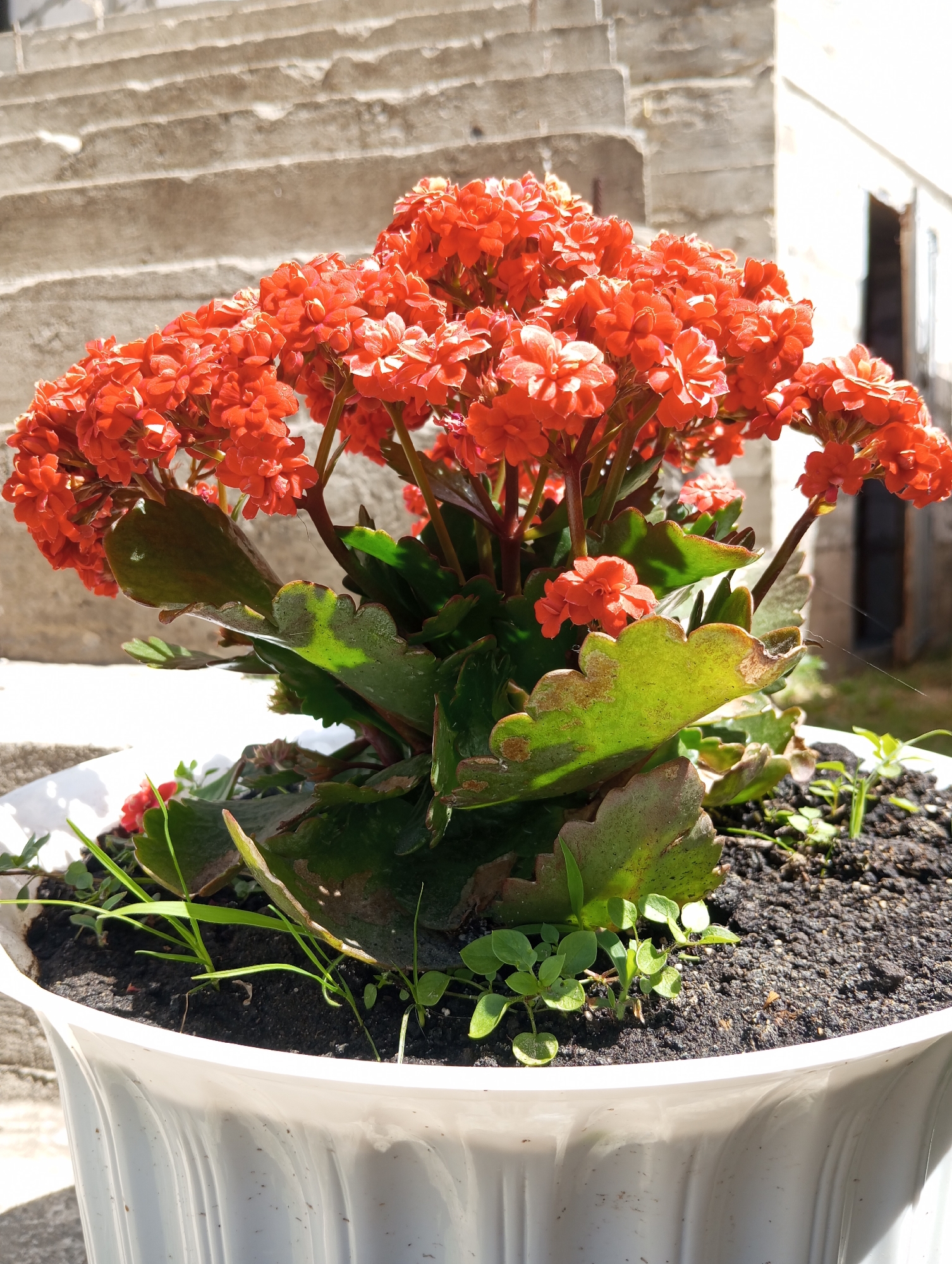 The image displays a vibrant potted Kalanchoe plant with numerous small, bright orange-red flowers and thick, serrated green leaves. The plant is situated in a white, fluted plastic pot filled with dark soil, from which small green shoots and blades of grass are also emerging. In the background, a textured, light-colored concrete wall or staircase is visible, suggesting an outdoor setting. To the right of the plant, a sliver of a building with an open doorway or window can be seen, hinting at proximity to a structure. The lighting suggests it is daytime, likely sunny, as evidenced by the strong shadows and bright illumination on the flowers and leaves. The overall scene conveys a sense of natural growth and domestic or garden display. No people are visible in the image. The location context provided is Oleksandriia, Ukraine.