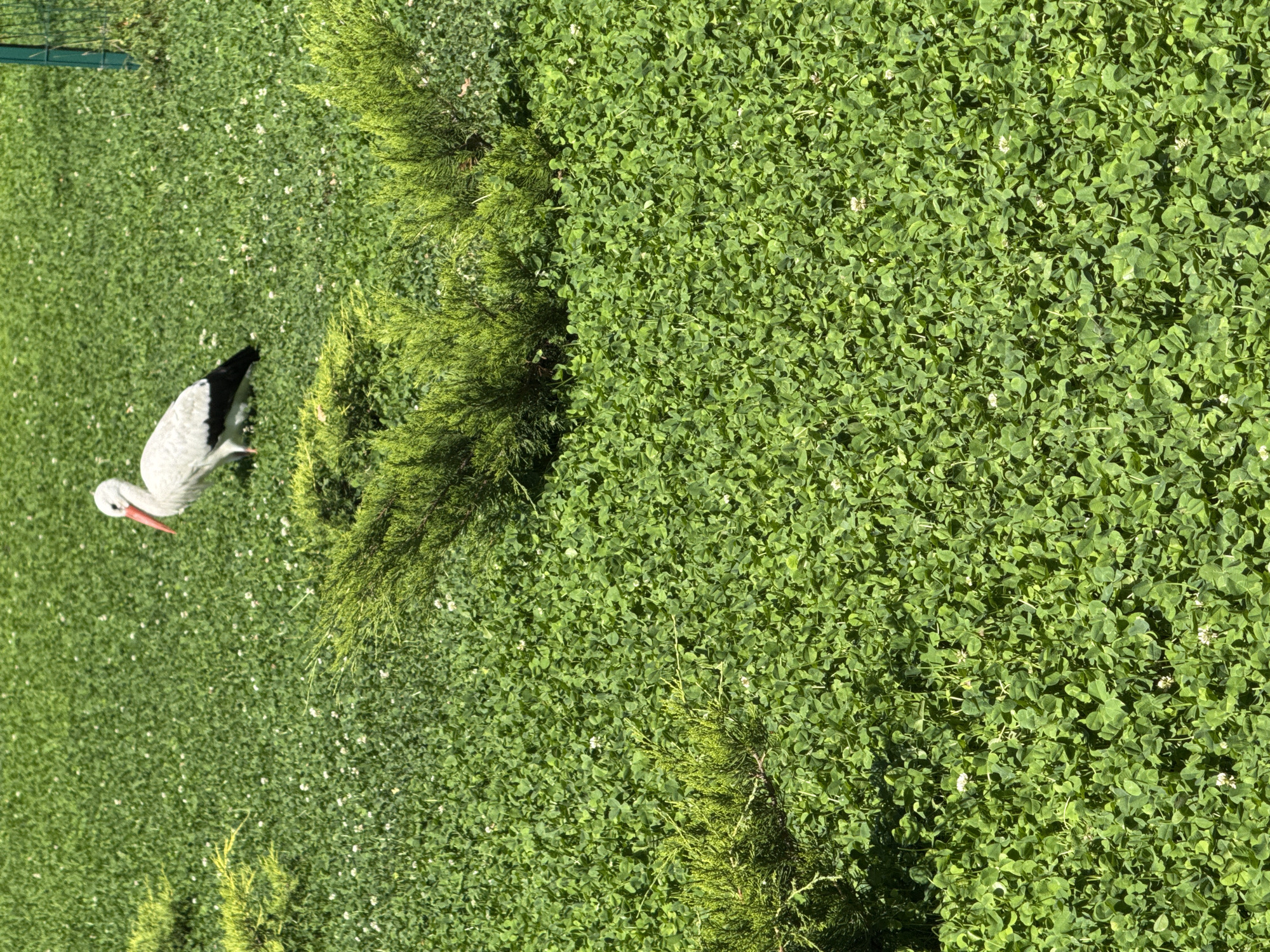 The image shows a close-up of a green clover field in Orlivshchyna, Ukraine. In the background, a white stork figurine with a red beak stands on the grass. Several small green bushes are scattered throughout the field. The ground is covered with lush green clover, interspersed with tiny white flowers. A green fence post is visible on the far right edge of the image. The scene appears to be a well-maintained park or garden area.