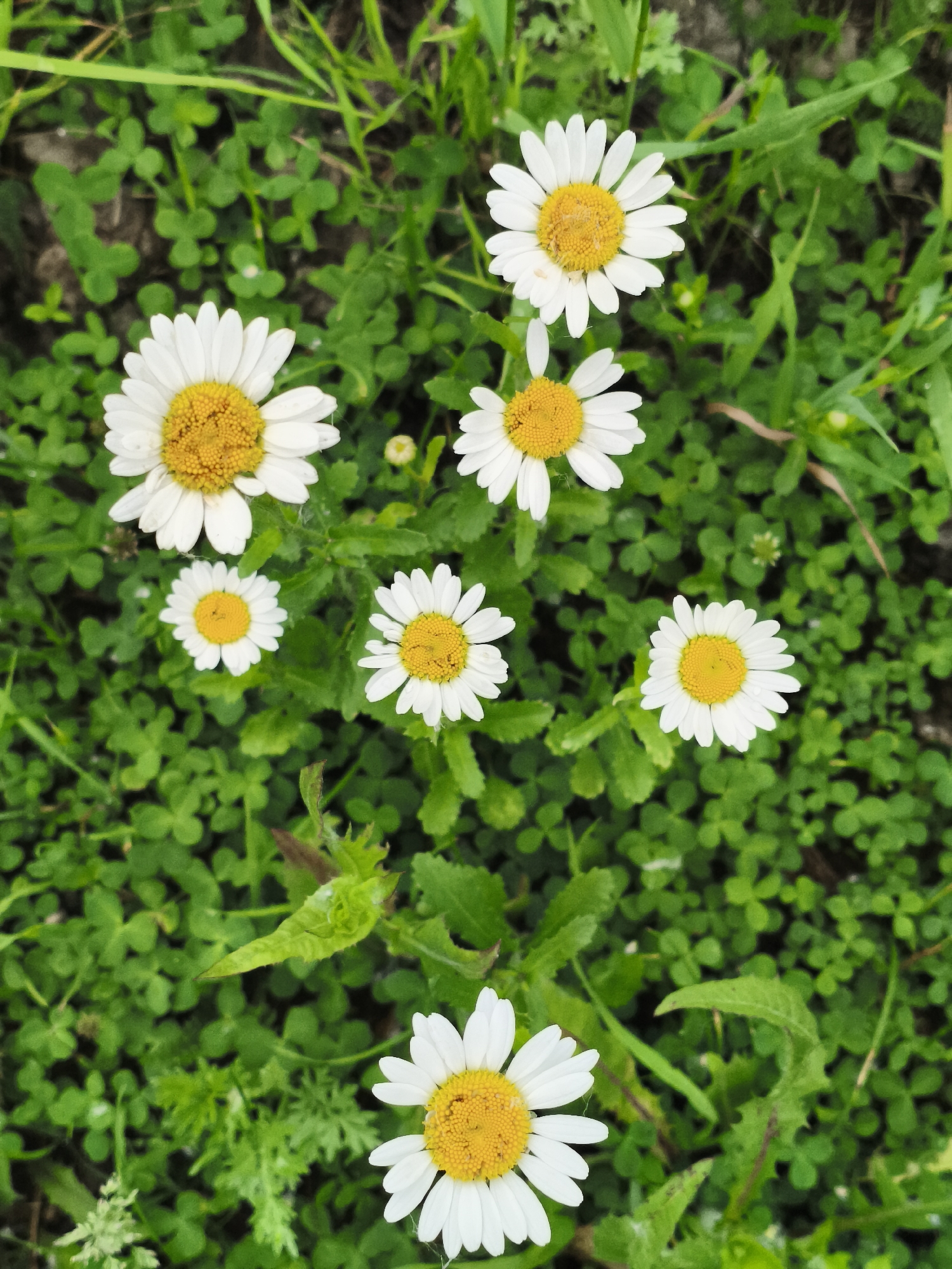 This image presents a top-down view of a patch of green ground cover featuring multiple common daisies (Bellis perennis or a closely related species) in the city of Chaikovsky, Russia. Eight daisies are prominently displayed, each characterized by bright white ray florets encircling a dense yellow disc florets center. The daisies vary slightly in size, with larger specimens appearing in the upper left and upper center, and smaller ones scattered throughout the mid-section. The surrounding vegetation consists predominantly of small, round, trifoliate green leaves, consistent with clover, intermingled with blades of grass and other leafy plants. The soil beneath the foliage is dark. No individuals, animals, or man-made objects are visible within the frame. The lighting is uniform, illuminating the vibrant green of the foliage and the crisp white and yellow of the flowers.