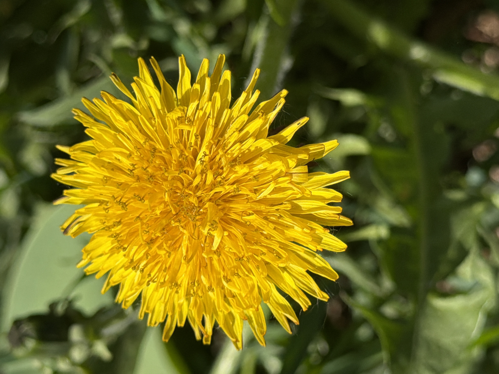 A close-up shot depicts a vibrant yellow dandelion flower in full bloom. The flower dominates the frame, its numerous petals radiating outwards in a dense, circular pattern. The background consists of out-of-focus green foliage, suggesting a natural setting. No people or specific objects beyond the flower and surrounding vegetation are visible. The location is not discernible from the image.