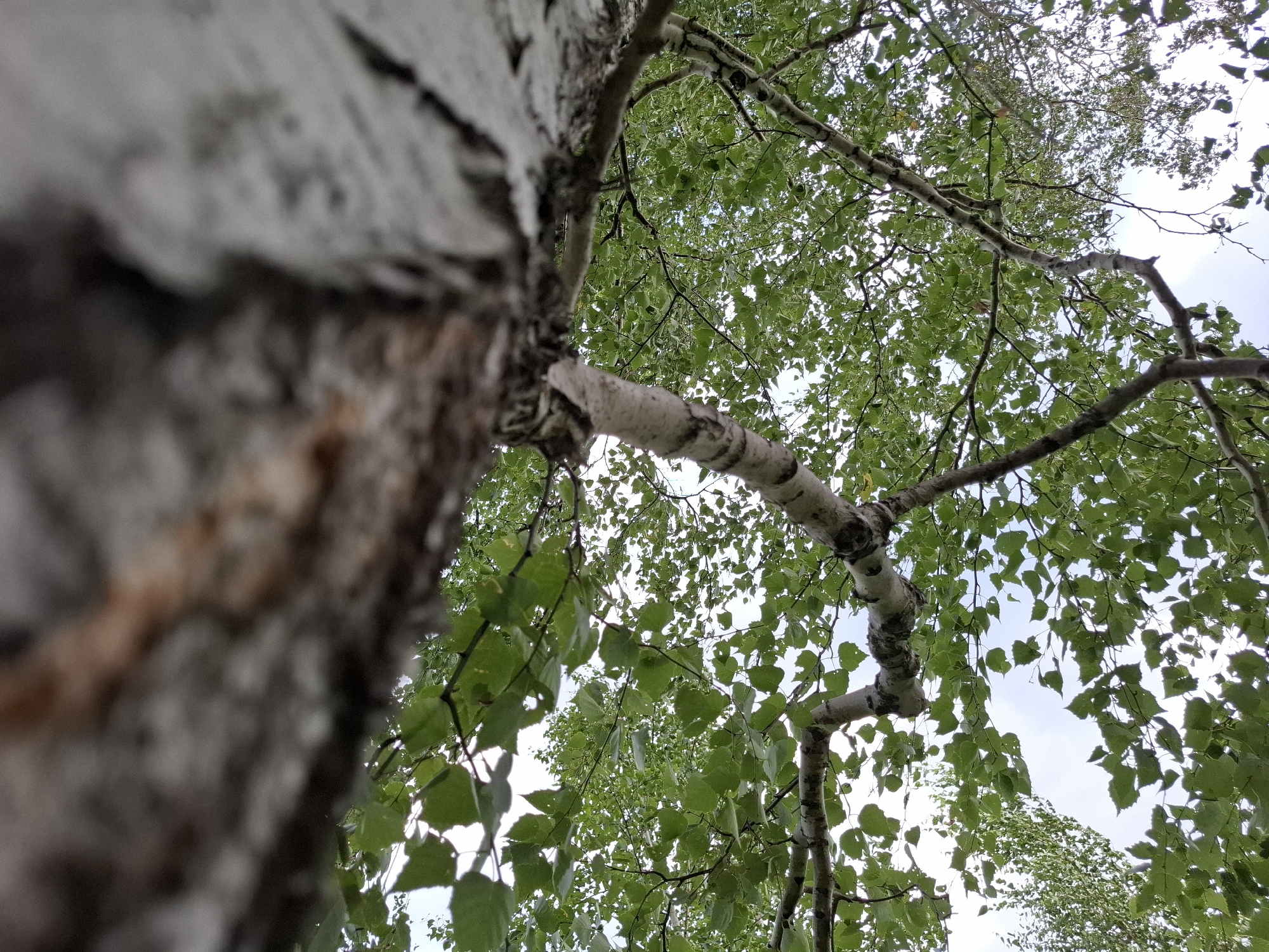 A low-angle, close-up shot captures the trunk and branches of a birch tree. The left side of the frame is dominated by the textured bark of the tree trunk, which is out of focus. The tree's branches extend upwards and across the frame, covered in small, light green leaves. The background shows a bright, overcast sky through the canopy. The scene is set in the Авангард ауылдық округі, Kazakhstan.
