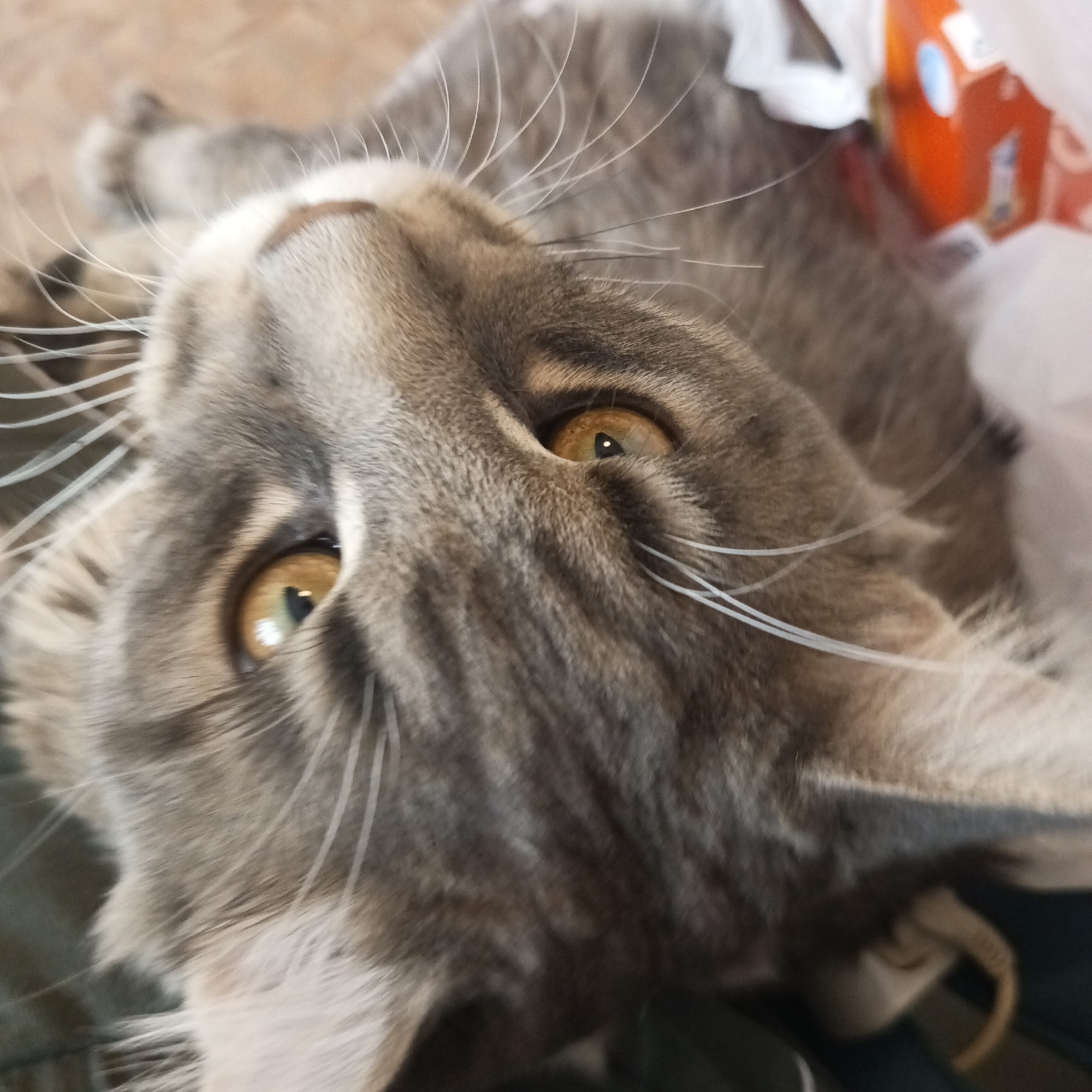 A close-up, slightly blurred photograph shows a gray tabby cat lying on its back. The cat's head is the primary focus, with its golden-yellow eyes staring directly into the camera. Long, white whiskers are prominent against its gray fur. Behind the cat, out of focus, are indistinct shapes, including what appears to be a white plastic bag and a partially visible orange and white box. The lower part of the photo shows a green surface, likely clothing. The location is unknown.