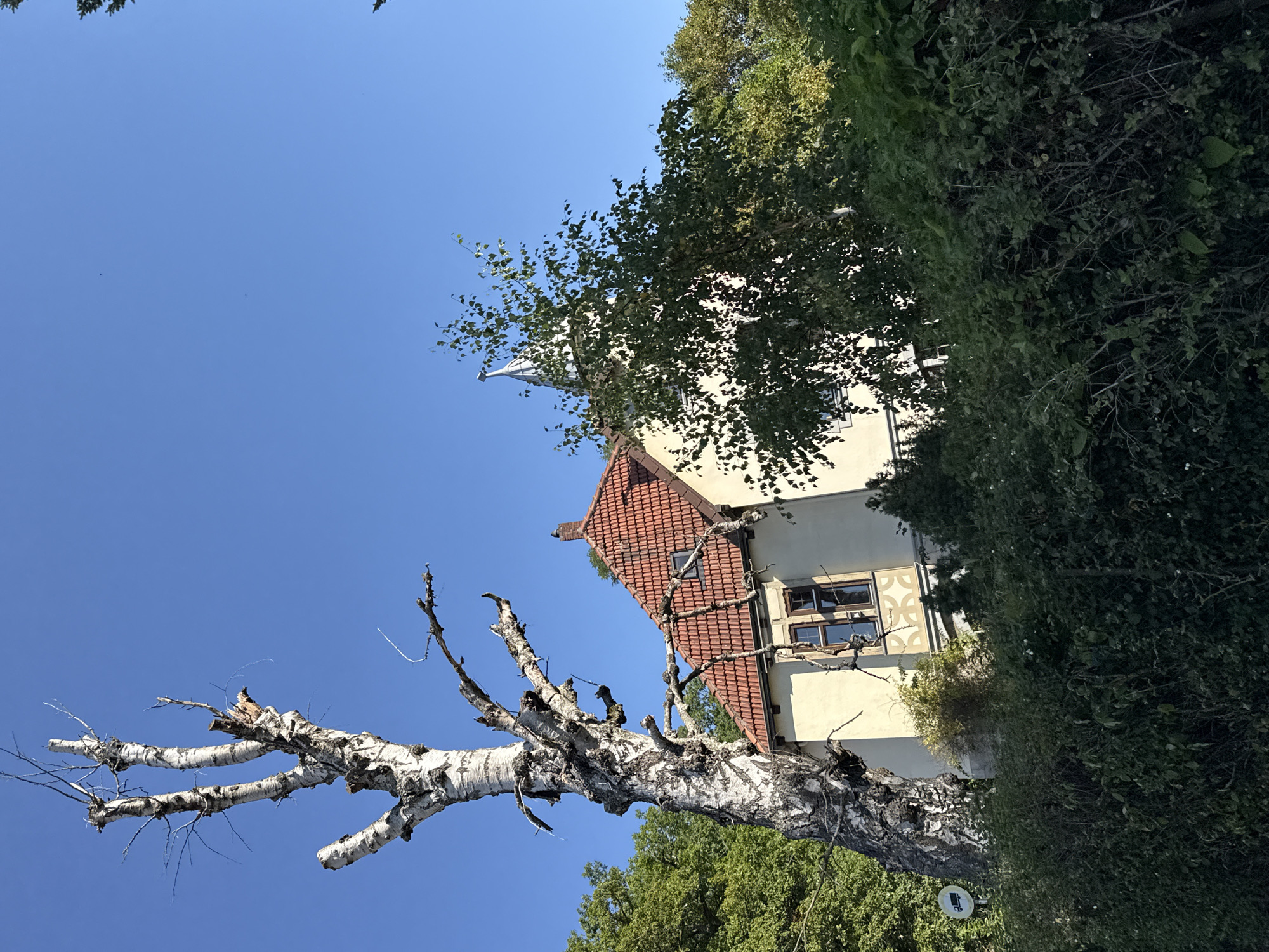 The image depicts a weathered, old birch tree with stark, gnarled branches against a clear blue sky. To the right of the tree, a portion of a cream-colored building with a red tiled roof is visible, featuring a prominent window with dark wooden frames and decorative stonework below it. The building appears to be an older, possibly historic, structure. In front of the building and tree, a dense hedge of dark green foliage lines the foreground. Behind the main building, more trees and greenery are present, suggesting a natural or semi-rural setting. A small, round sign with a truck symbol is attached to a pole near the left edge of the image, indicating a traffic regulation. The overall scene is one of nature intertwined with a historical architectural element, bathed in bright sunlight. The location is identified as the street "Am Tiergarten" in Bad Sachsa, Germany.