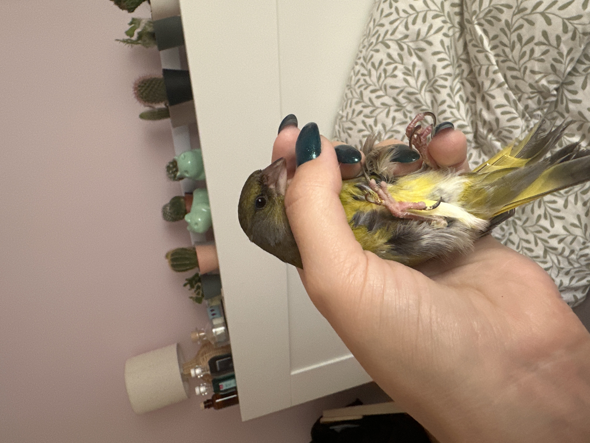 An adult European greenfinch is being held by a person's hand. The bird is predominantly green and yellow, with greyish-brown wings. The person's hand, with dark green nail polish, cradles the bird. In the background, a shelf holds several small potted plants, including cacti and a frog-shaped planter. A lamp is visible on the far left, and the wall is painted a light pink. The scene appears to be indoors, possibly a bedroom, with a patterned duvet in the lower right corner. No specific location in Gijón/xixón, Spain can be determined from the image.