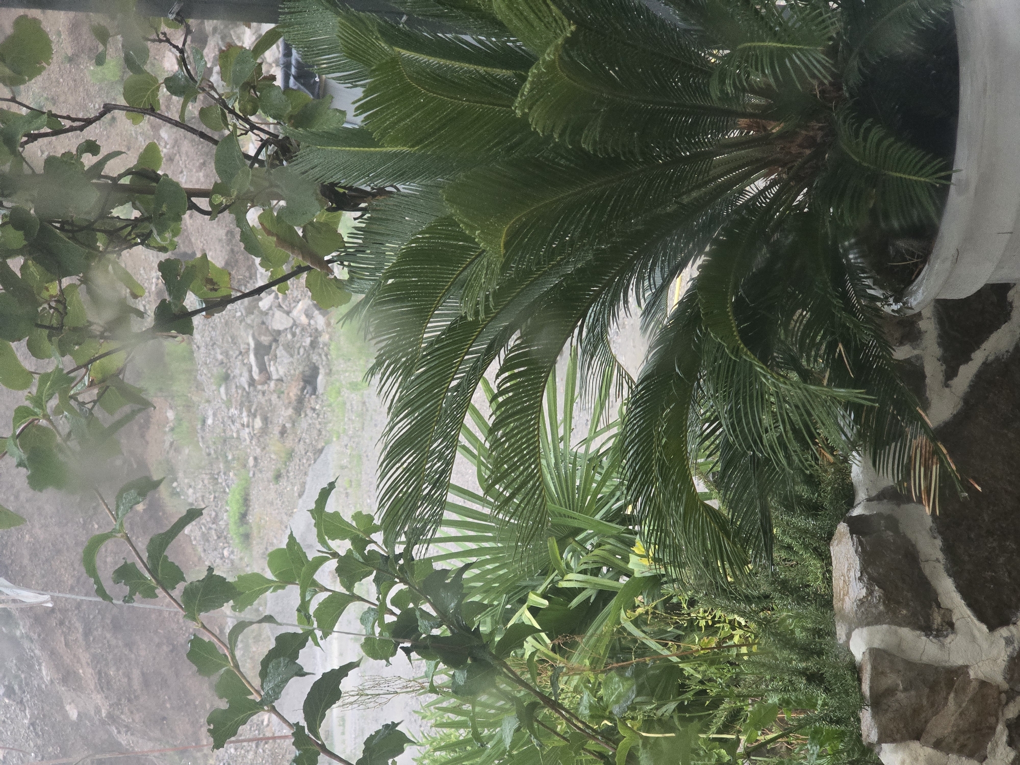 This image shows a close-up view of a garden scene with a variety of plants, including a sago palm in a white pot in the foreground. Behind the sago palm, there are other green plants, some with fern-like leaves and others with broader leaves. In the lower left of the image, there is a low stone wall with rough-hewn stones. Beyond the garden, a gravelly embankment is visible, with some vegetation and a hazy, possibly rainy or misty, atmosphere. The overall impression is of a lush, somewhat wild, outdoor space. There are no people visible in the image.