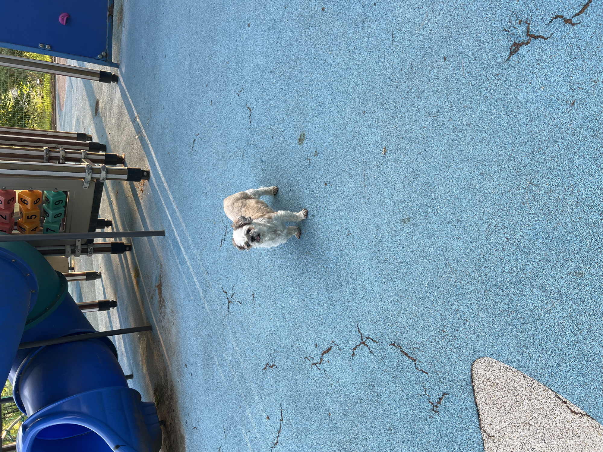 The photograph depicts a tan and white Shih Tzu dog standing on a light blue playground surface with numerous cracks visible. The playground is situated in an outdoor environment, as indicated by the presence of a blue slide on the left side and a playground structure with colored number blocks. A pink climbing hold is seen on the structure. The playground is in a state of disrepair due to the cracked surface. The specific city is not identifiable.