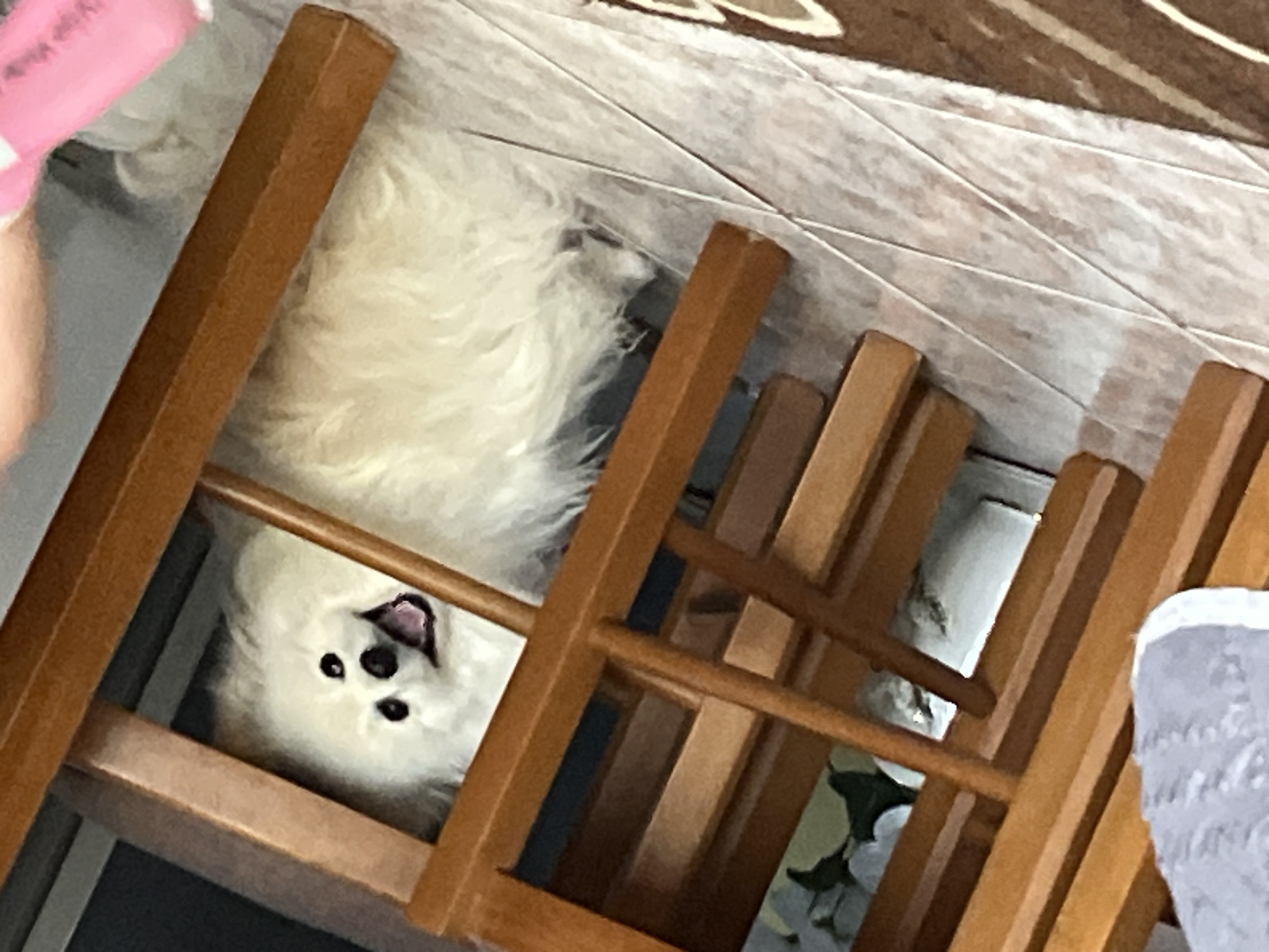 The image shows a white, fluffy dog lying on its back with its head visible between the rungs of a wooden chair. The chair is positioned on a tiled floor and next to a rug. Another chair can be seen to the right, partially covered by a gray blanket. Part of a pink object is visible at the top left of the frame. The location is Damianitsa, Bulgaria.