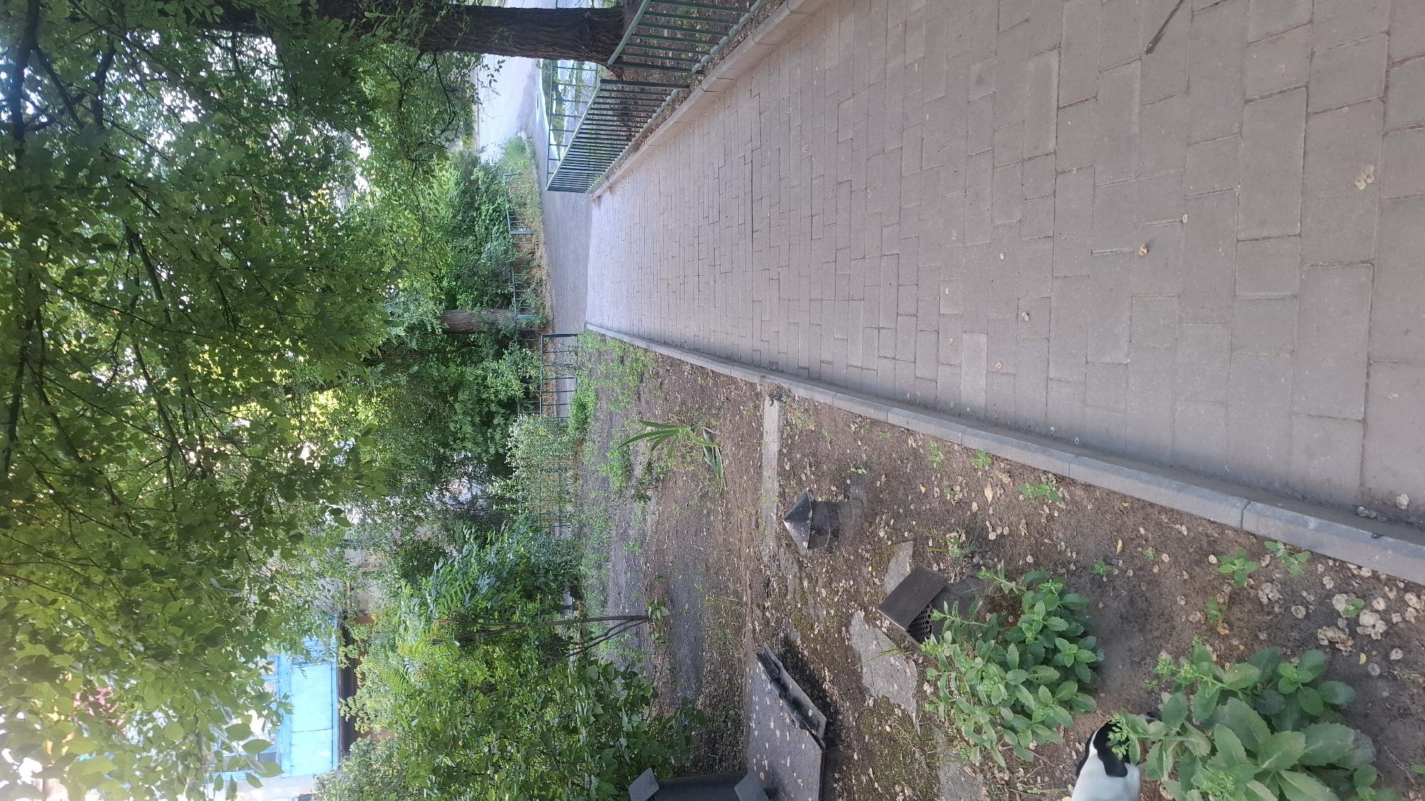 The image depicts a paved walkway leading downwards and to the right, bordered by a green metal fence on the right and a patch of dirt and vegetation on the left. The walkway is made of gray rectangular pavers laid in a stretcher bond pattern. To the left of the walkway, there is a dirt area with sparse green plants, some fallen leaves, and what appear to be metal structures, possibly ventilation shafts or manhole covers, some with pyramid-shaped tops. In the background, there are trees with green foliage and a building with a light blue balcony. The scene appears to be an outdoor public space, possibly a residential courtyard or a park pathway, in Dnipro, Ukraine. The lighting suggests it is daytime, with sunlight filtering through the leaves of the trees. No people are clearly visible, although a portion of a black and white animal's head and neck is visible in the bottom left corner, appearing to be sniffing at the vegetation.