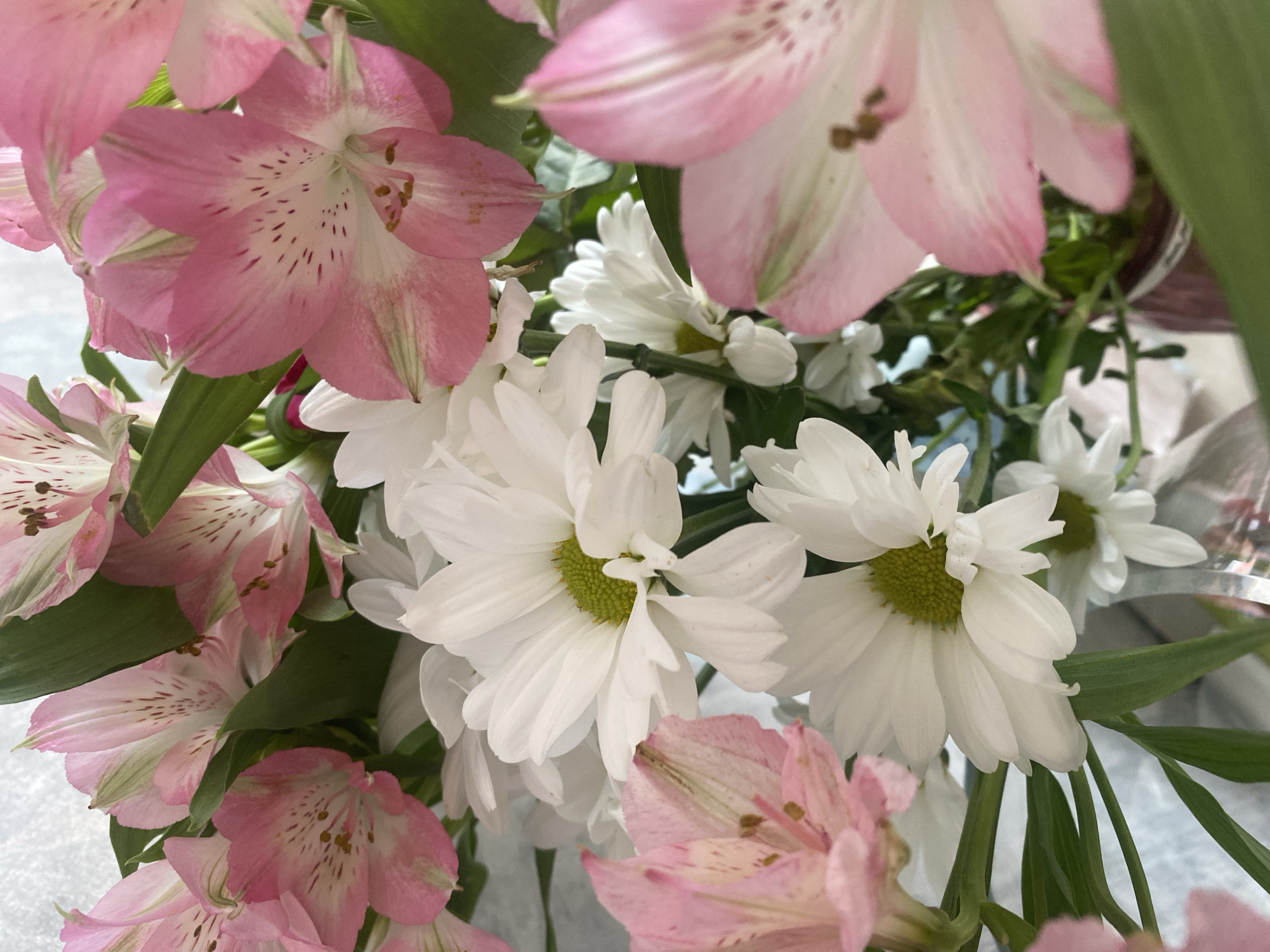 A close-up photograph captures a vibrant and fresh bouquet of mixed flowers, primarily featuring pink and white blooms with lush green foliage. The arrangement is dominated by delicate pink Alstroemeria (Peruvian Lilies), characterized by their soft pink petals, some with subtle green veins, and noticeable darker pink or reddish-brown speckles towards their centers, where stamens are visible.
Interspersed throughout the bouquet are numerous white chrysanthemum-like flowers, possibly daisy chrysanthemums, which provide a striking contrast with their pure white petals and bright, distinct green centers. The flowers are tightly clustered, showcasing their individual textures and forms. Green leaves and stems are interwoven among the blooms, adding to the natural aesthetic and fullness of the arrangement.
The image has a shallow depth of field, bringing the flowers into sharp focus while the background remains softly blurred, suggesting an indoor setting under ambient light. No specific activity or event is depicted, focusing solely on the beauty of the floral display. There are no visible location cues, text, or specific indications of time of day or weather conditions within the image itself. The provided context indicates the photograph was taken in Izhevsk, Russia.