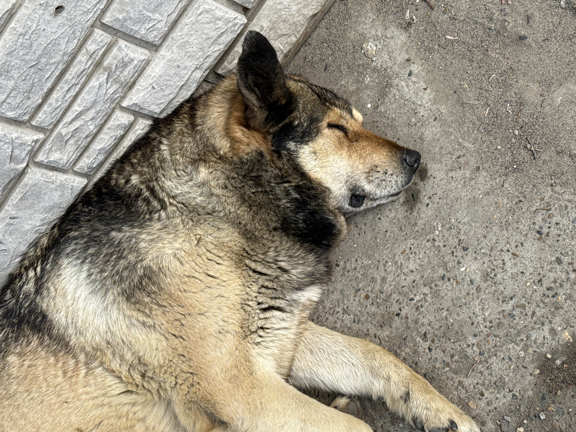 A dog lies asleep on a concrete surface, next to a section of brick paving. The dog has multi-toned fur, predominantly tan, gray, and black. It is lying on its side, with its paws extended. The concrete surface shows a mottled pattern, with scattered debris. The brick paving is made of gray bricks. The location is Chaikovsky, Russia.