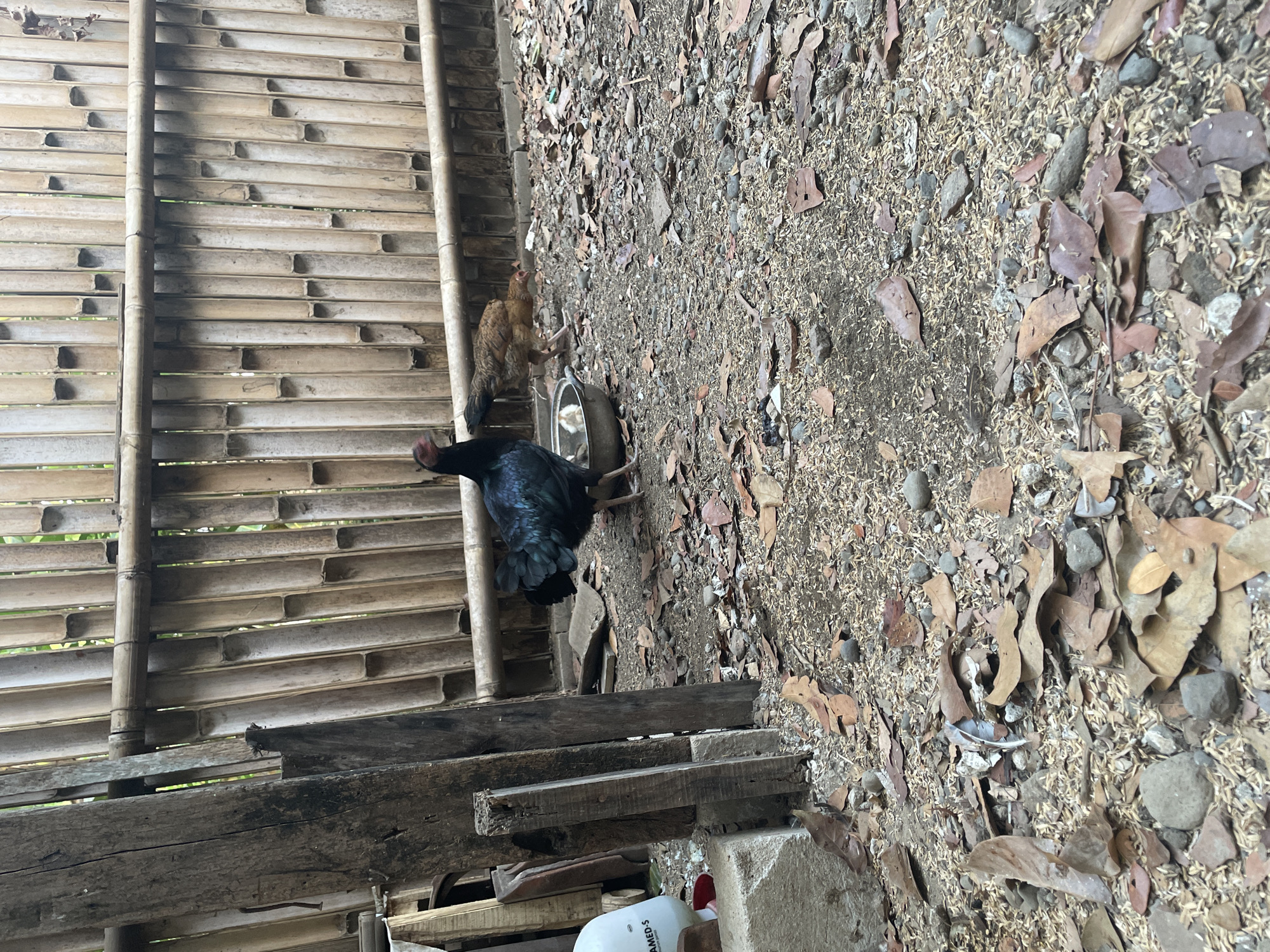 In Sucenjurutengah, Indonesia, a scene unfolds with two chickens on a dirt ground covered in fallen leaves and rice husks. A dark, iridescent chicken stands prominently in the foreground, facing left, with its head turned towards a shallow metal dish. To its right, a lighter brown chicken pecks at the ground. Behind them, a fence constructed from vertical bamboo poles, some split and weathered, with horizontal bamboo railings, encloses the area. To the far left, a white plastic water dispenser with a red base is partially visible. The environment appears to be outdoors, possibly a backyard or an enclosure. The lighting suggests it is daytime, with natural light illuminating the scene.