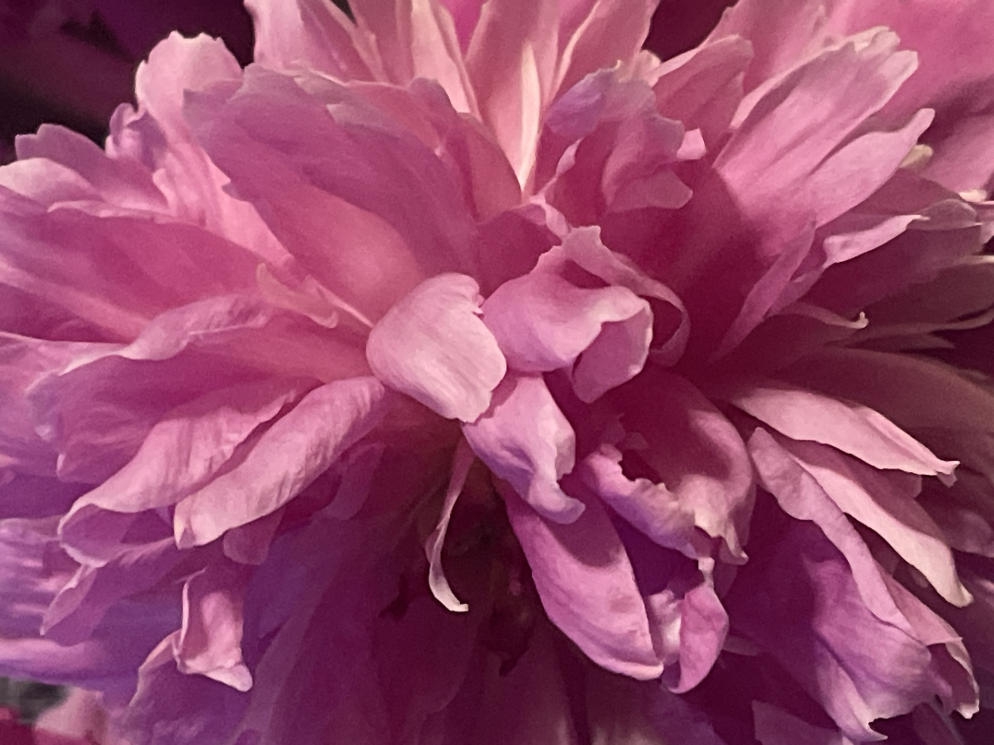 This is a close-up photograph of a bright pink peony flower. The petals are layered and ruffled, with soft curves and delicate edges. The lighting creates a subtle play of light and shadow, highlighting the intricate details of the flower's structure. The background is dark and out of focus, making the flower the sole subject. There are no people, actions, or interactions depicted in the image. The image provides no information about its location in Minsk, Belarus, or any other geographical context.