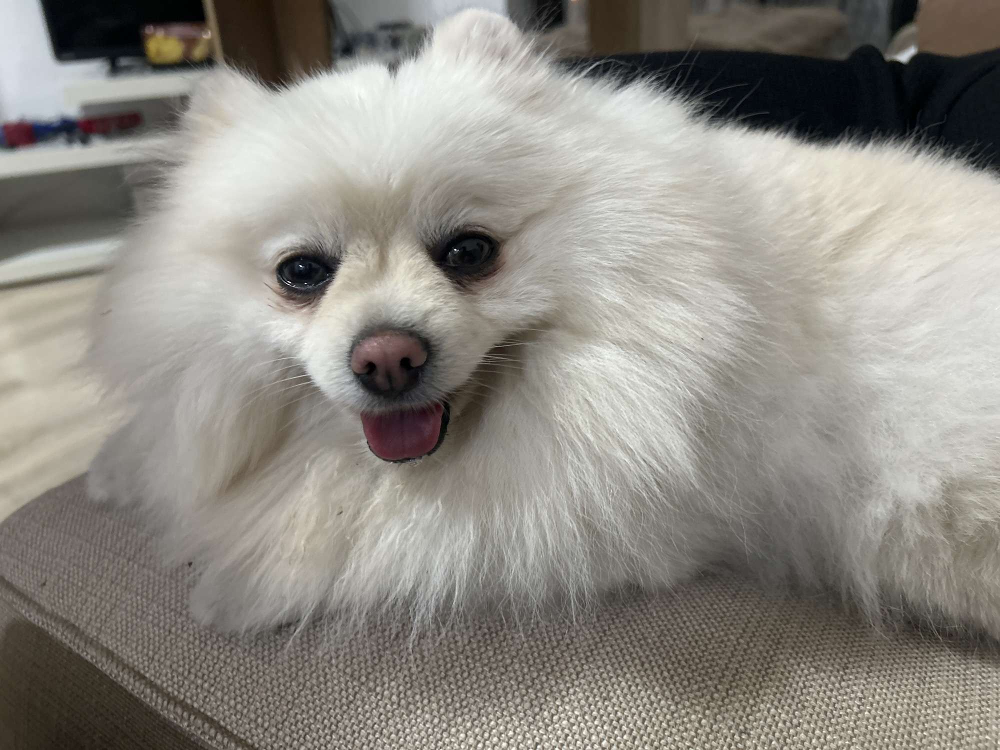 A white Pomeranian dog with its tongue out is lying on a textured beige sofa. The dog's fur is fluffy and its eyes are dark and round. The background is blurred, showing a television on a shelf and hints of furniture, suggesting an indoor domestic setting. The scene does not provide any specific details to indicate a location in Varna, Bulgaria.