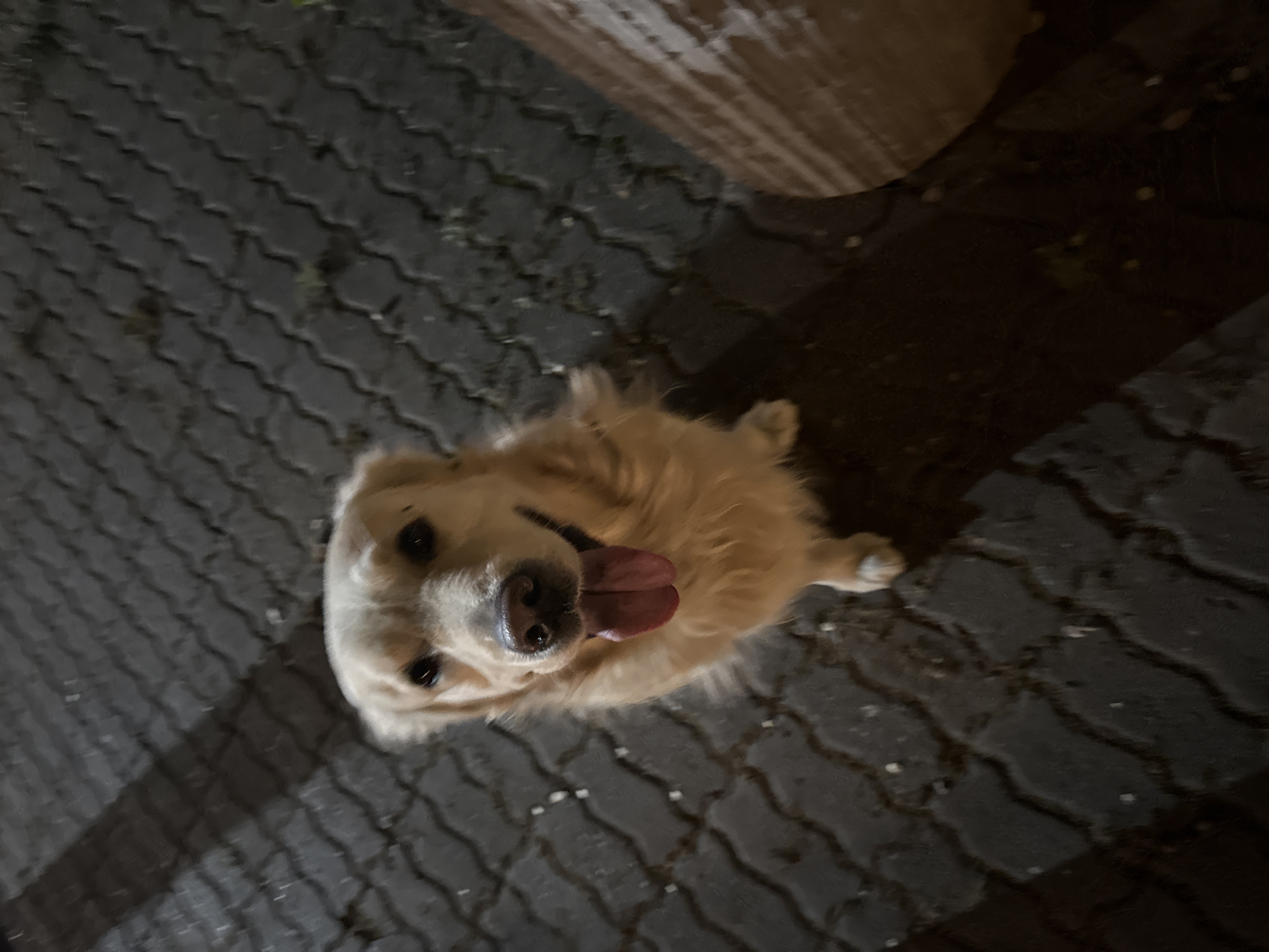A golden retriever dog is captured at night, looking up towards the camera with its tongue slightly out. The dog, with light golden fur, is positioned on a dark gray paved surface composed of interlocking S-shaped pavers. Its expression appears happy and engaged. The lighting is artificial and casts distinct shadows, indicating that the photo was taken after dark. In the upper right portion of the image, a segment of a lighter-colored structure, possibly wood or stone, is visible, adding to the shadowed background. The ground has some small, light-colored specks scattered on it. The perspective is an overhead shot, with the dog's body slightly tilted in the frame. There is no visible text. The scene is an outdoor area in Yerevan, Armenia.