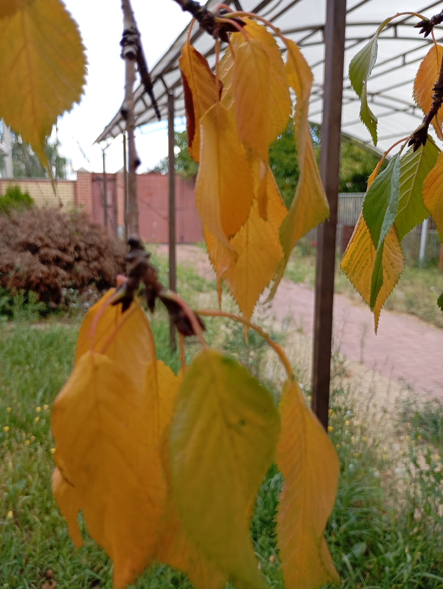 The image shows a close-up view of yellow and green leaves on a branch, with a blurred background. In the background, a path made of paving stones is visible, leading through a grassy area with scattered small yellow flowers. Beyond the path, there is a brick fence and a building with a translucent roof supported by metal beams. The overall scene appears to be a garden or backyard area in Horishni Plavni, Ukraine, likely during autumn due to the changing colors of the leaves. There are no people or animals visible in the image.