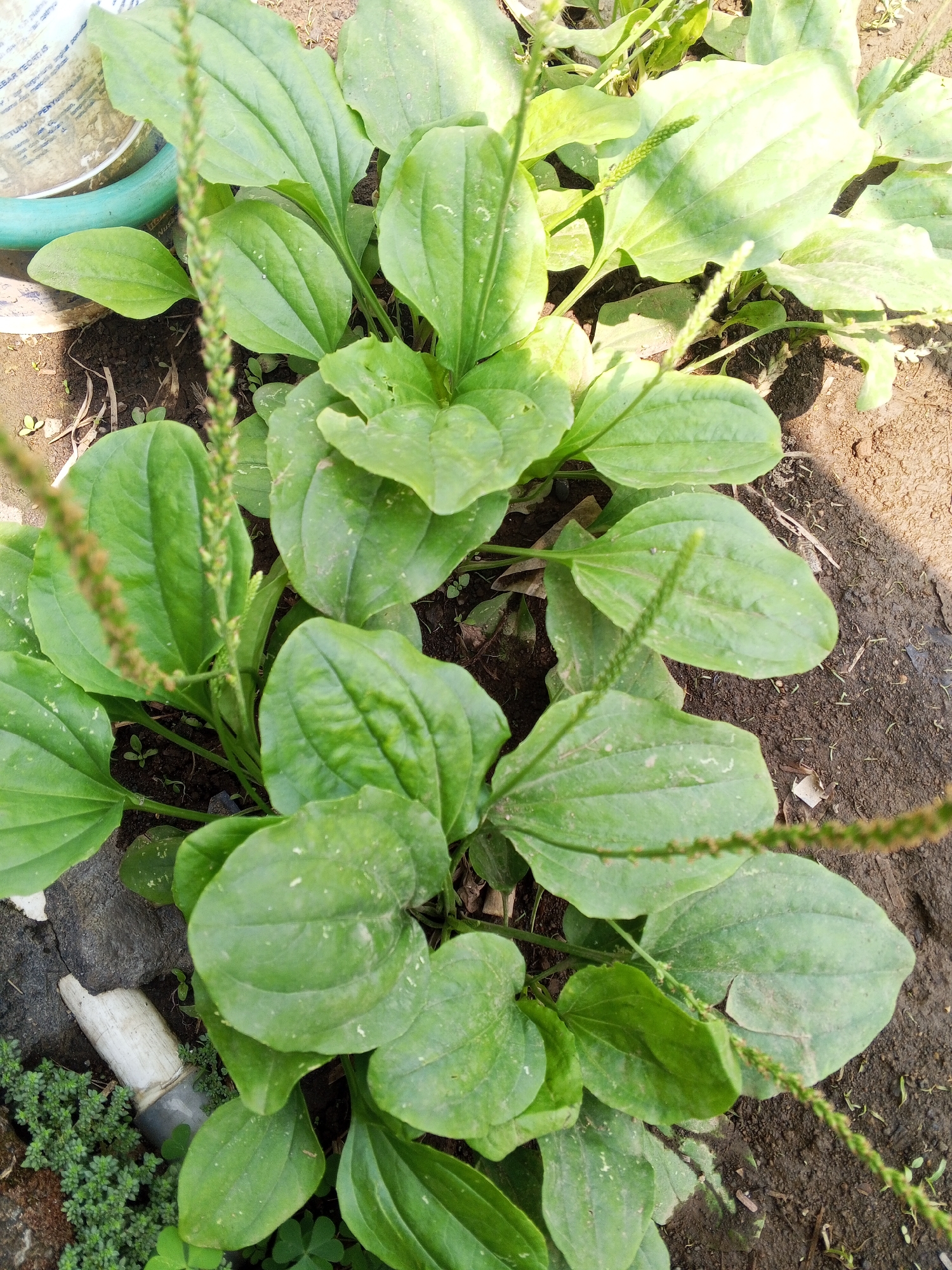 In Turen, Indonesia, an overhead shot captures a cluster of broad, green leaves, possibly plantain, growing in dark soil. Several thin, cylindrical seed stalks extend upwards from the plants. To the left, a faded white pipe segment protrudes from the ground, partially covered by small, low-lying green plants. A bright green hose is visible near the top left corner of the frame. The scene is illuminated by natural light, casting shadows on the soil and highlighting the textured surfaces of the leaves.