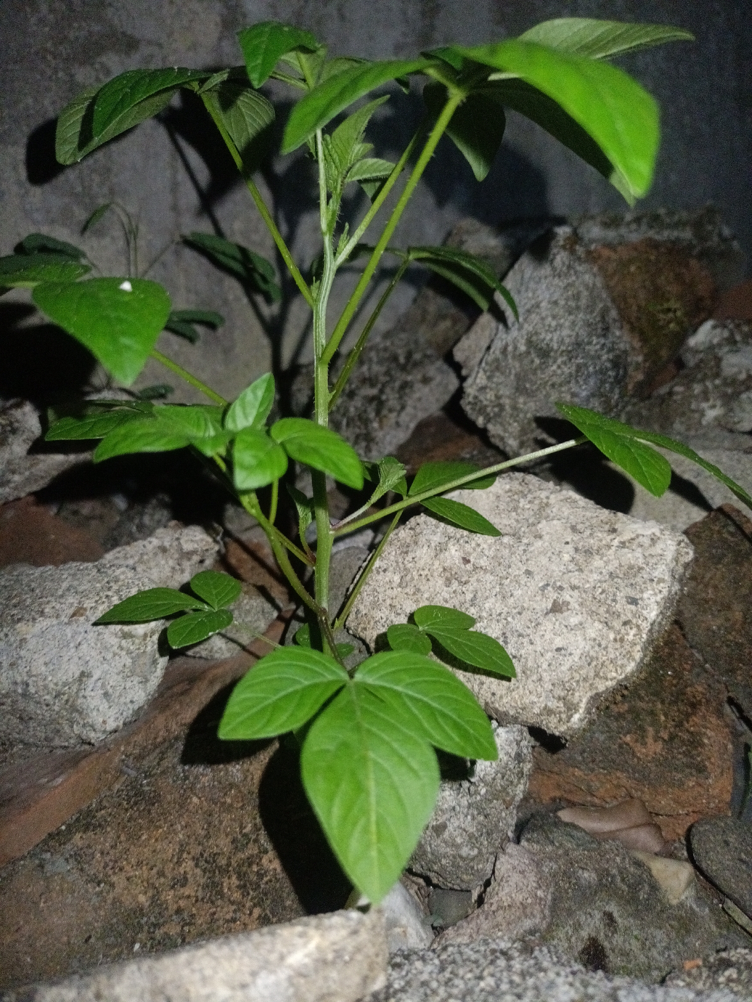 A green plant grows amongst rocks and broken brick. The location is Bireuen, Indonesia. The lighting is dim. The plant has multiple stems and leaves. Some leaves are small and new, while others are larger. The rocks are grey and weathered. The broken brick is reddish-brown.