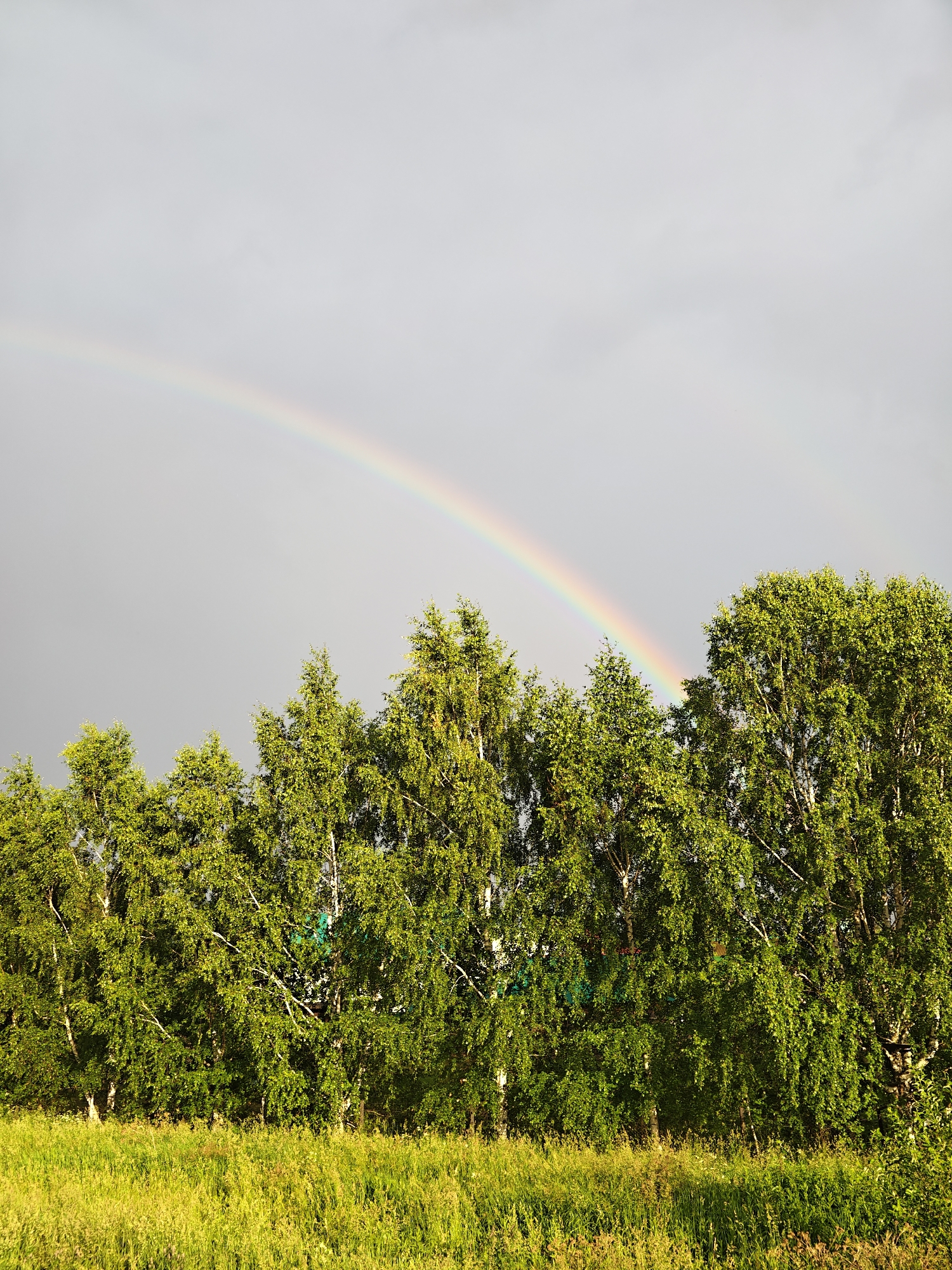 A wide-angle, landscape photograph captures a natural scene featuring a vibrant green meadow in the foreground, leading up to a dense line of deciduous trees. Above the trees, a cloudy sky is visible, with a distinct, pastel-colored rainbow arcing across the upper portion of the frame. The rainbow appears as a faint, spectral arc against the muted gray backdrop of the clouds, hinting at recent or ongoing rain. The trees are lush with green leaves, suggesting a warm season, likely spring or summer. Sunlight, though diffused by clouds, illuminates the scene, casting a soft glow on the grass and foliage. The overall impression is one of natural beauty and tranquility, possibly after a rain shower. The image was taken in Уральское, Russia. The time of day is likely late afternoon or early evening, given the quality of light. No people or man-made objects are visible in the frame, emphasizing the untouched, natural aspect of the setting.