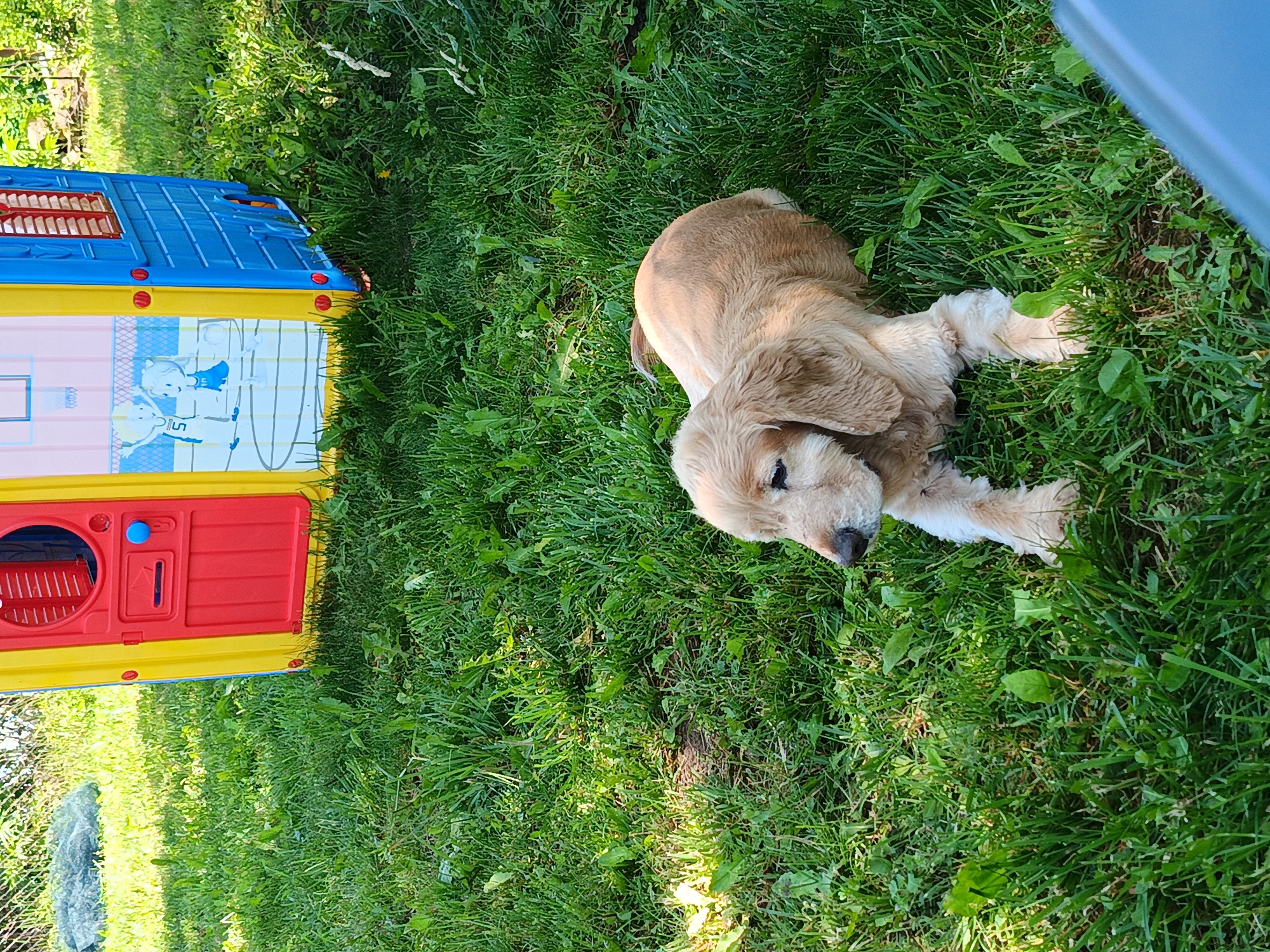 The image depicts an outdoor scene in Kovachevtsi, Bulgaria, under natural daylight conditions. A golden-colored dog, appearing to be a Cocker Spaniel or similar breed, is positioned in the mid-ground, lying on its stomach with its head resting on its front paws and facing towards the left side of the frame. Its fur is light tan or golden, and it appears calm and at rest.
In the upper portion of the image, a multicolored plastic children's playhouse is visible. The playhouse features a yellow front section with a red door, equipped with a blue doorknob and a mail slot. A side panel of the playhouse is blue, textured to simulate bricks, and includes a small window with red slats. Another yellow section of the playhouse displays a graphic illustration of two children, a boy in a jersey numbered "5" and a girl in a blue dress, on a basketball court.
The ground consists of green grass with varying lengths and interspersed weeds, indicating an unmanicured lawn or field. Patches of sunlight and shadow are visible across the grass, suggesting a sunny day with some overhead obstructions or casting shadows from the playhouse. In the far upper-left background, a chain-link fence is partially visible, with blurred foliage beyond it. A blurred, indistinct blue object is partially visible in the lower right corner of the foreground. No people are present in the image.