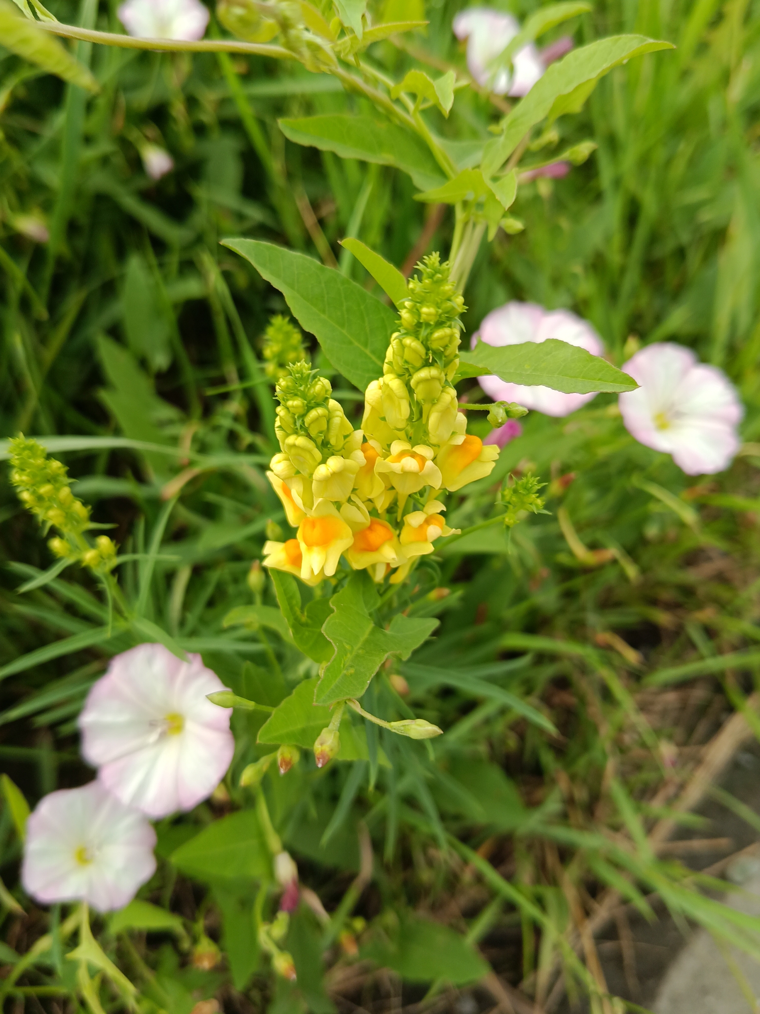 A close-up, eye-level, vertical shot captures yellow and orange snapdragon flowers with a cluster of green buds in the foreground, partially obscured by green leaves. Behind the snapdragons, two pale pink and white bindweed flowers are visible, also surrounded by green grass and foliage. The scene appears to be an outdoor, natural setting within the city of Kostanay, Kazakhstan, likely a park, garden, or undeveloped area, as suggested by the presence of wildflowers and grass. No people or animals are present in the image. The lighting is natural, indicating daytime.