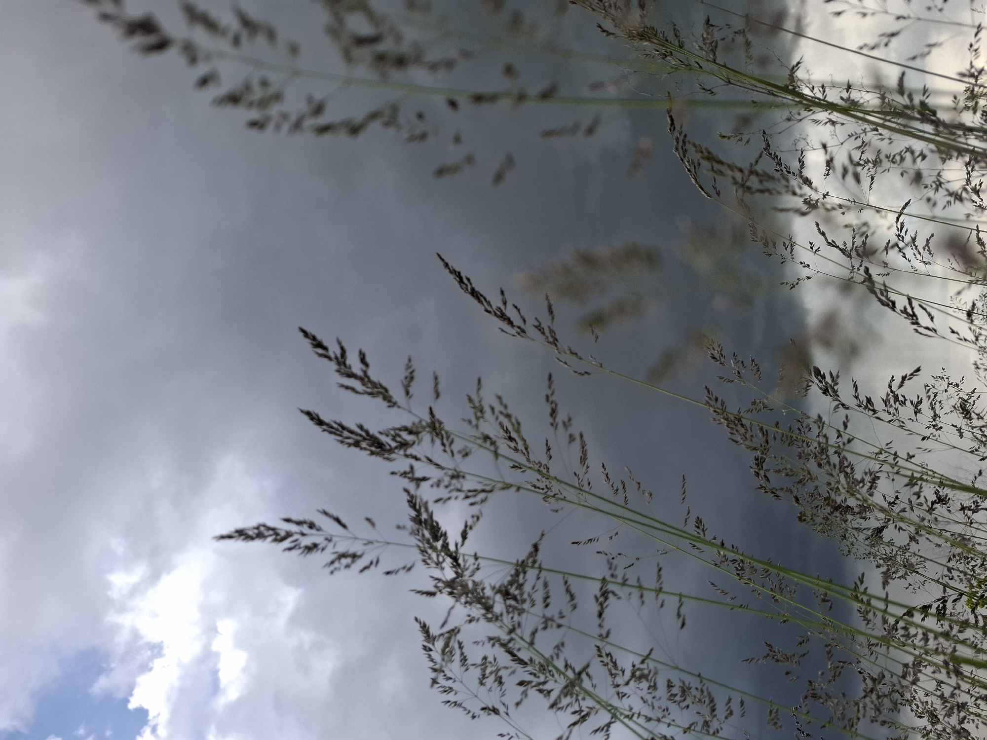 The image shows a low-angle view of tall grass against a sky with heavy, dark gray storm clouds. The sky transitions from lighter gray to white and even a patch of blue near the bottom left corner. The grass is in the foreground, with some stalks in focus and others blurred. The focus is centered on the grass stalks in the middle of the frame. The photograph was taken in Khlevnoye, Russia. No people, animals, or buildings are visible in the image. The interaction is between the grass blowing in the wind and the impending storm.