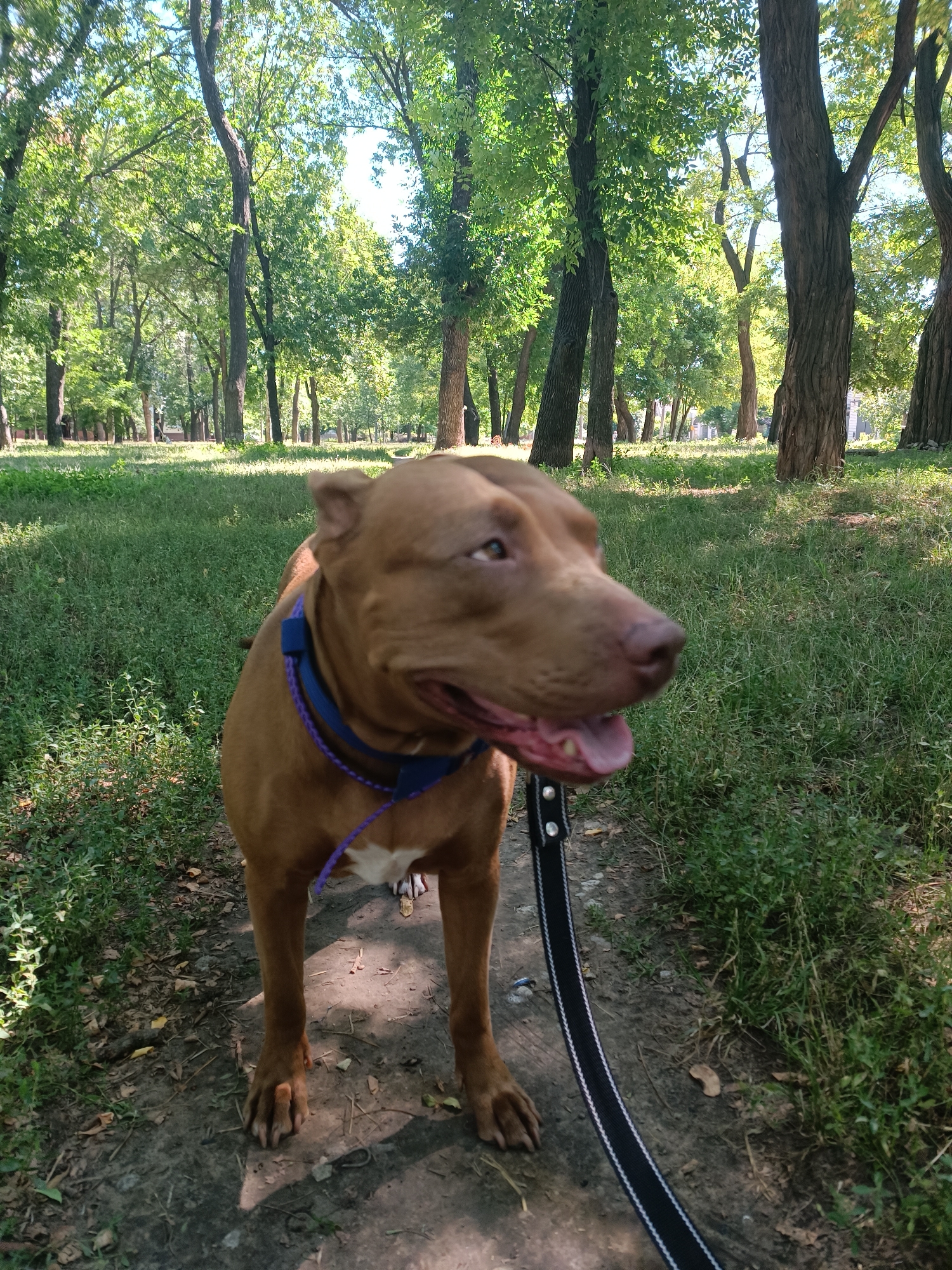 A brown pit bull breed dog is in focus, standing on a dirt path in a park. The dog is wearing a blue harness and a purple leash. Its mouth is open, and its tongue is visible. The background features a grassy area and trees, suggesting a park setting. Sunlight filters through the leaves, casting shadows on the ground. The image appears to have been taken on a sunny day.