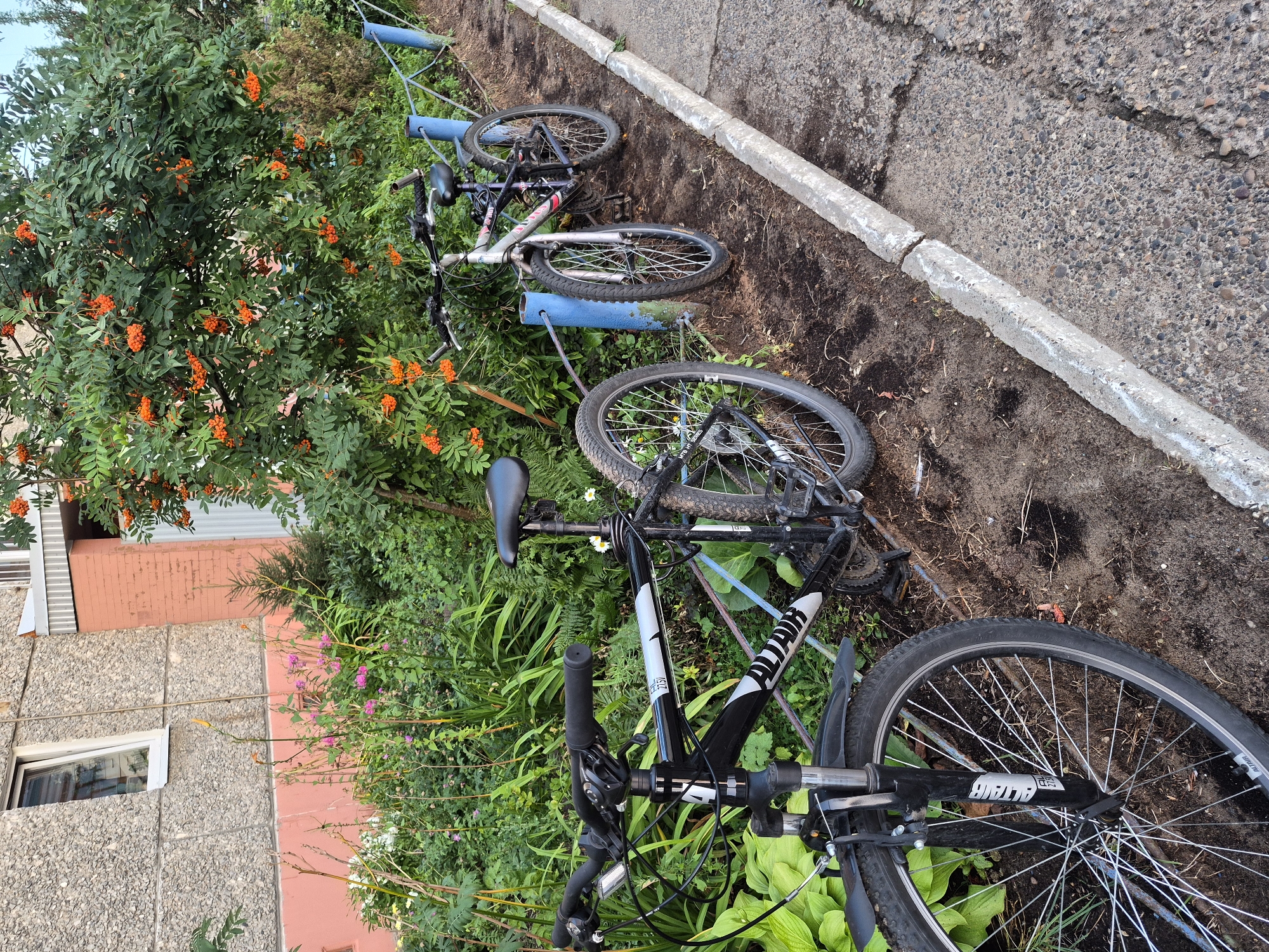 In Chaikovsky, Russia, two bicycles are parked by a row of blue metal fence posts and a thick Rowan tree laden with orange berries. The foreground features a black bicycle, its front wheel and handlebars visible. To its right, a silver bicycle is also parked, its front wheel and handlebars also in view. Behind the bicycles, dense green foliage and pink wildflowers create a natural backdrop. The scene is bordered by a concrete curb and asphalt path, suggesting an urban or residential setting.