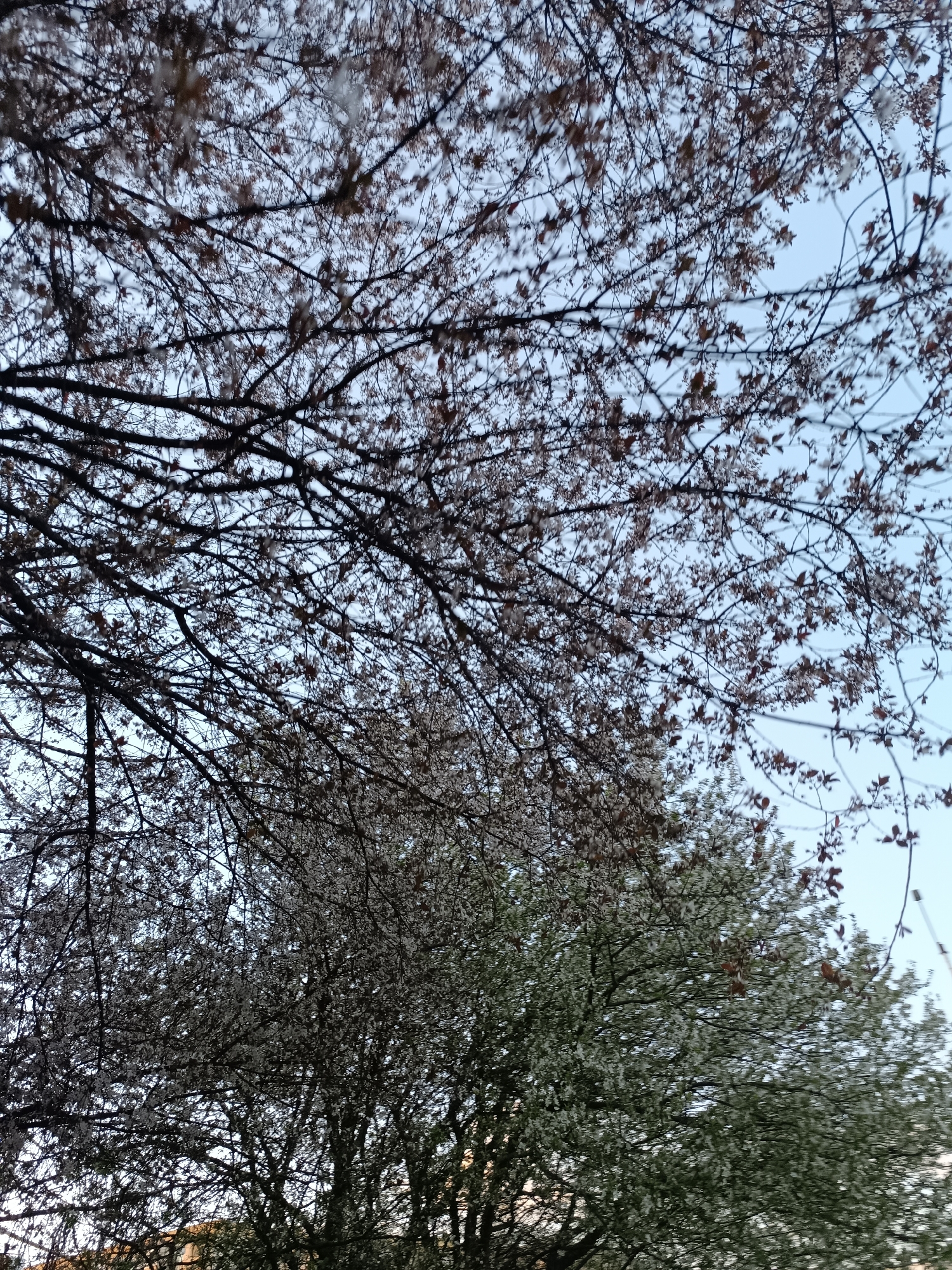 The image shows a view looking up into the branches of several trees against a light blue sky. The trees are in varying stages of bloom, with some having only buds and bare branches, while others are covered in small white flowers or leaves. The branches are dark and intricate, creating a dense network against the sky. In the lower part of the frame, there are hints of rooftops and buildings obscured by the trees. I am not able to confirm the location is in the city of Pleven, Bulgaria.