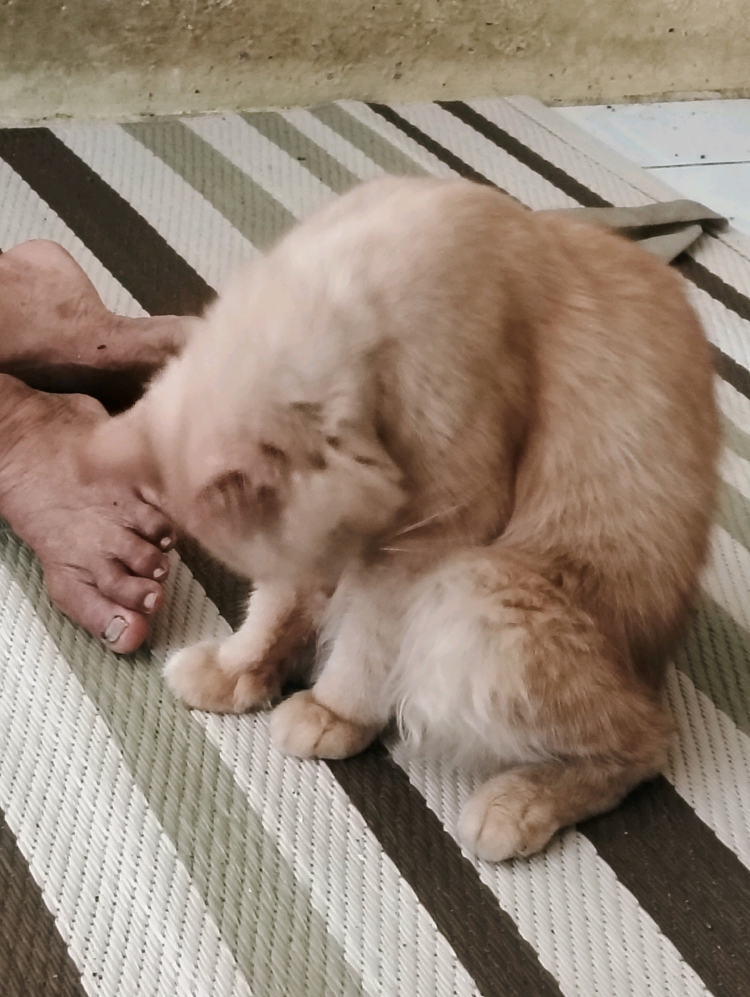 A fluffy, light brown cat is curled up on a striped mat next to a person's bare feet. The cat is grooming itself, with its head bent down and partially obscured by its fur. The person's feet are visible on the left side of the image, with painted toenails. The mat has alternating stripes of light and dark green. The background appears to be a concrete or tiled surface. This scene is likely taking place in a home or outdoor area in the city of Perdamaian, Indonesia.