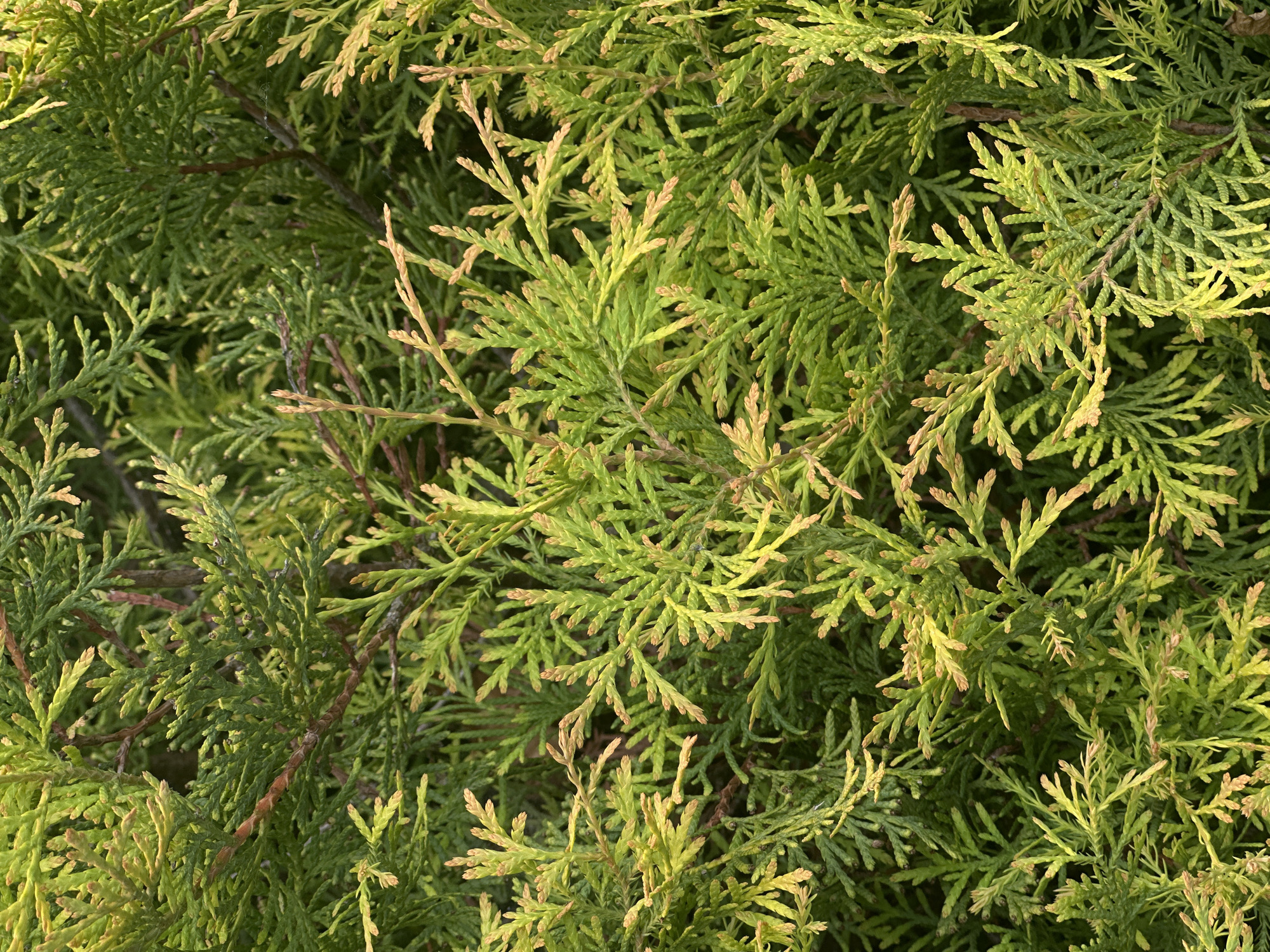 The image is a close-up, overhead shot of dense evergreen foliage, likely from a cedar or cypress tree. The leaves are a vibrant green with some tips showing a lighter, yellowish-green hue, suggesting new growth or perhaps slight stress. The texture is feathery and layered, with thin, reddish-brown branches visible beneath the foliage. The lighting indicates it is daytime, with sunlight filtering through the leaves, creating highlights and shadows. There is no indication of any specific location within the city of Sofia, Bulgaria, or any people, actions, or interactions. The scene is purely a botanical close-up.