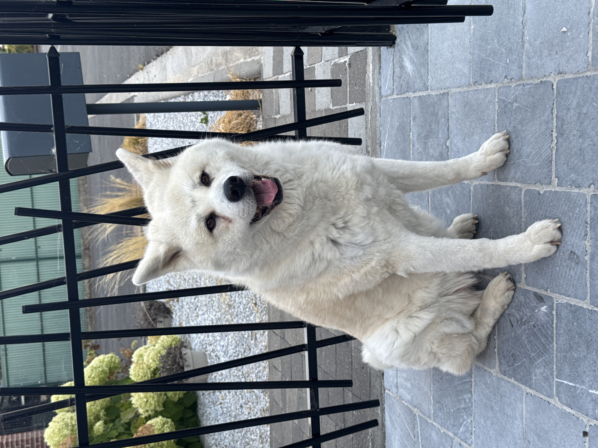 A white Akita dog with its mouth open sits on a gray paved patio in front of a black metal fence. The dog has dark eyes and a black nose. Behind the dog and fence, there are green bushes, gravel, and a blue mailbox. The scene appears to be an exterior residential setting, possibly in Wattrelos, France.
