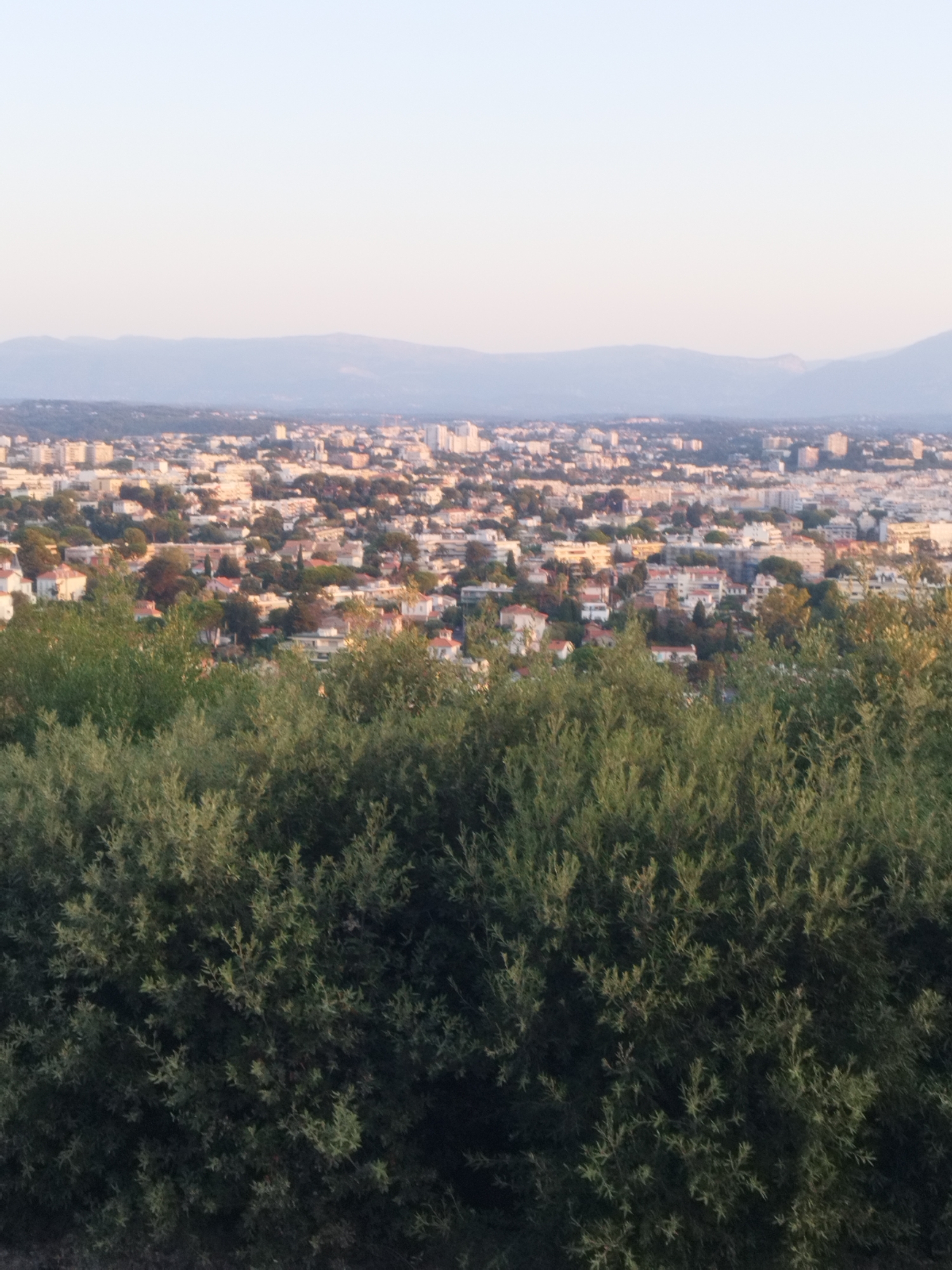 This is a photograph of a cityscape in Antibes, France, taken from a high vantage point, likely a hill overlooking the city. In the foreground, dense green foliage, possibly olive trees, obscures the lower portion of the frame. Beyond the foliage, a sprawling urban area is visible, characterized by a multitude of buildings with light-colored roofs and walls, interspersed with trees and darker patches of vegetation. The architecture suggests a Mediterranean style, with many buildings appearing to be residential or apartment complexes. The cityscape extends towards a hazy horizon where distant mountains are faintly discernible against a pale sky. The overall lighting suggests it is either early morning or late afternoon, with a soft, diffused light illuminating the scene. There are no people or discernible actions depicted in the image. The scene is tranquil and captures a panoramic view of the city of Antibes and its surrounding landscape.