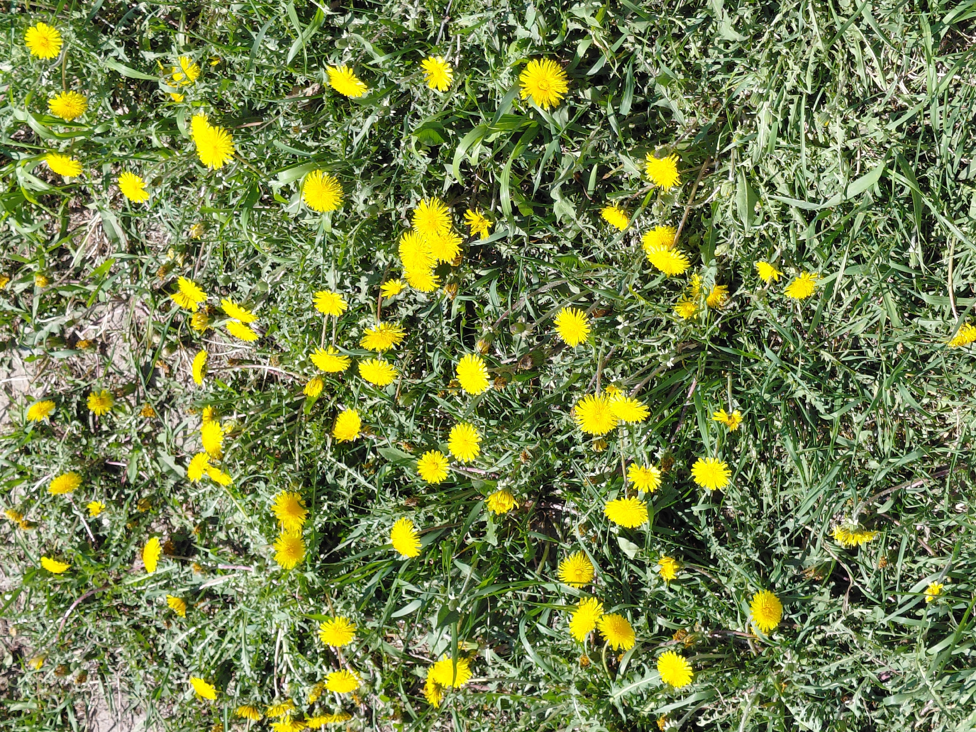 The image displays a close-up, top-down view of a dense patch of green ground cover dotted with numerous bright yellow dandelions in full bloom. The primary subjects are the vibrant yellow dandelion flowers and the surrounding green foliage, which includes various types of grass and the distinctive lobed leaves of the dandelions. Some areas of dry, lighter-colored soil or dead plant matter are visible beneath the green growth.
The scene depicts a natural outdoor setting, likely a field, lawn, or roadside area. There is no specific activity taking place other than the natural blooming of the dandelions. Notable details include the clear, bright illumination, indicating a sunny day. The sunlight highlights the yellow petals of the flowers and casts soft shadows, suggesting midday conditions. There are no visible people, animals, or artificial objects. No text is present in the image. This natural landscape is located in Nadym, Russia.