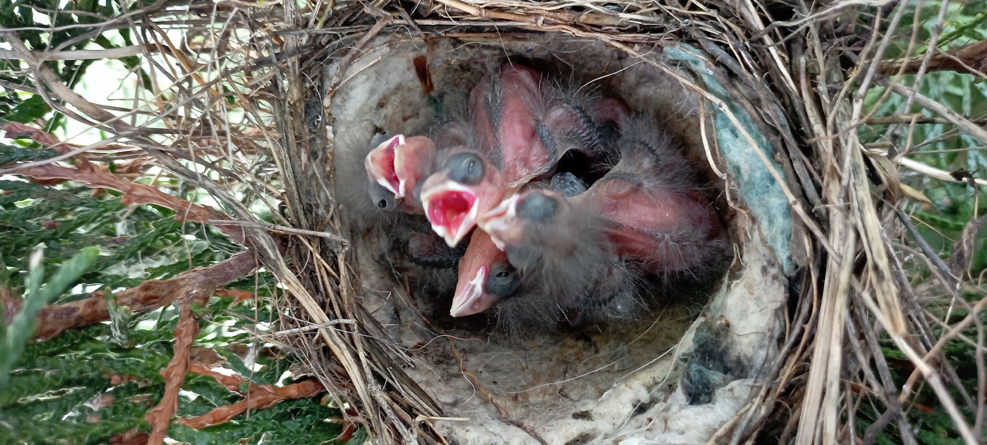 A close-up, high-angle shot shows a nest filled with several baby birds, their mouths wide open, likely anticipating food. The nest is constructed from twigs and other natural materials, nestled within the branches of a green, leafy plant. The lighting is natural and diffused, suggesting it is daytime. The background is blurred, focusing all attention on the birds and their nest. The birds appear to be very young, with sparse downy feathers. The overall scene captures a moment of vulnerability and dependence in nature. This image was taken in Radisne, Ukraine.