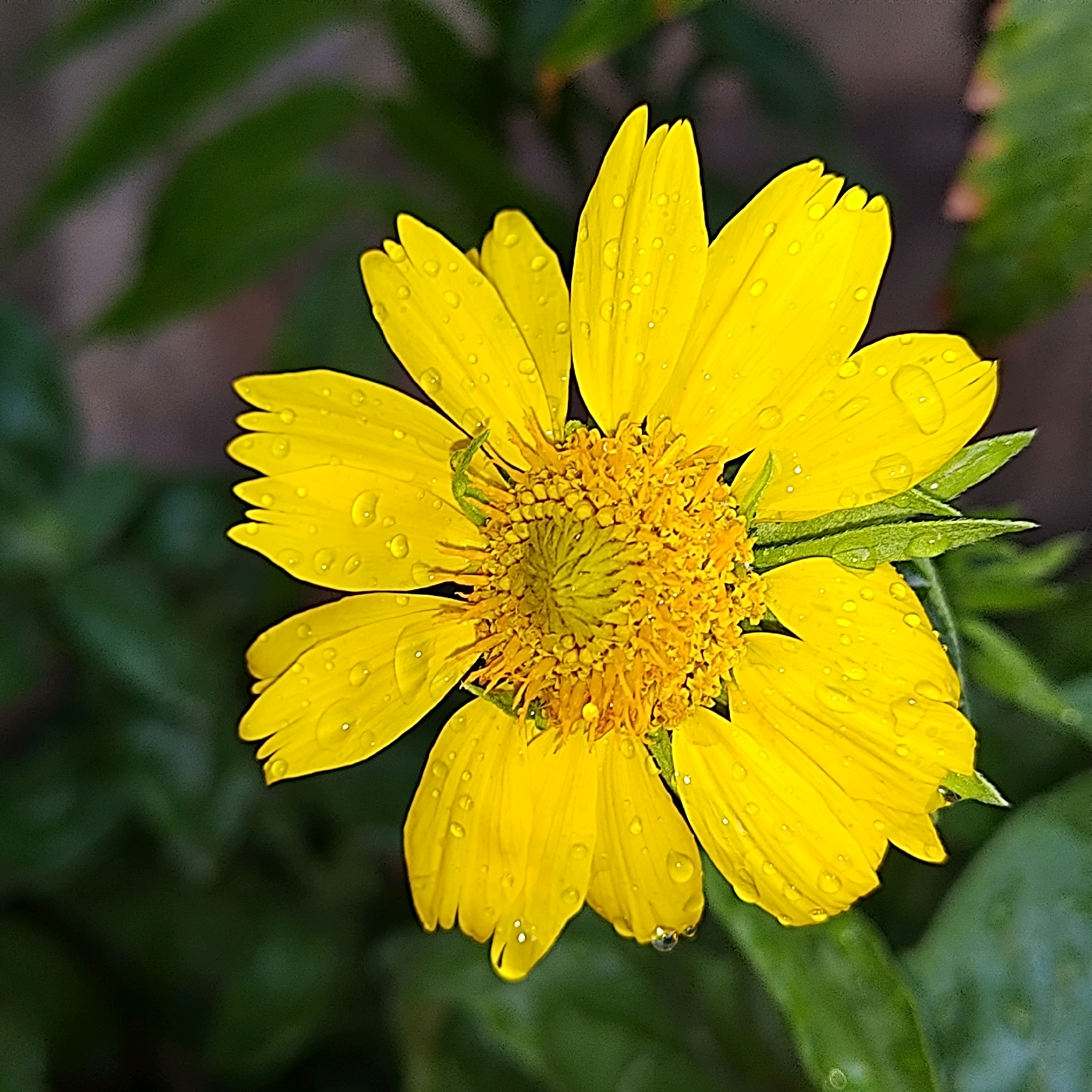 A close-up, eye-level shot captures a vibrant yellow flower, possibly a daisy or sunflower variety, adorned with numerous water droplets. The petals are broad and slightly curled, with a textured, starburst-shaped center of yellow stamens and pistils. The flower is set against a softly blurred background of dark green foliage, suggesting an outdoor setting. There are no people or man-made objects visible. The image appears to have been taken in a garden or natural environment. There is no specific information about the location within the city of Khujand, Tajikistan.