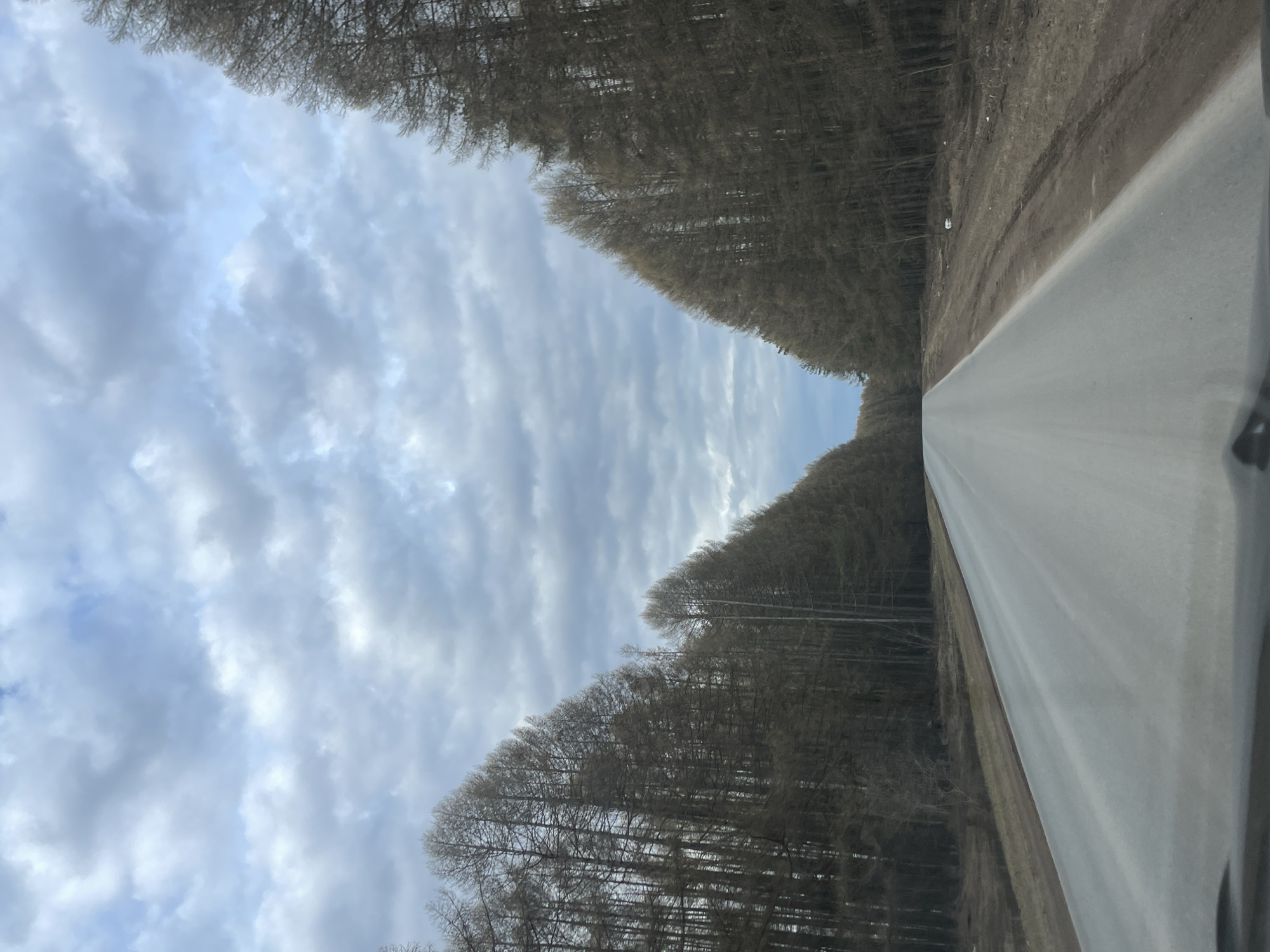 The image, correctly oriented, displays a straight, paved road extending into the distance under a wide, cloudy sky. The road is bordered on both sides by dense rows of tall, slender trees with bare, dark branches, indicating a late autumn, winter, or early spring season. These trees create a natural corridor that leads the eye towards the vanishing point of the road. The sky is predominantly covered by a mix of light grey and white clouds, with some brighter areas suggesting diffused sunlight. The ground adjacent to the road, visible through the trees, appears earthy and unfoliated. A small section of what appears to be a vehicle's interior is visible in the lower right corner, suggesting the photograph was taken from inside a moving car. The scene conveys a sense of quiet and tranquility, typical of a natural landscape in Podshivalovo, Russia. There are no people, distinct activities, or visible text in the image.
