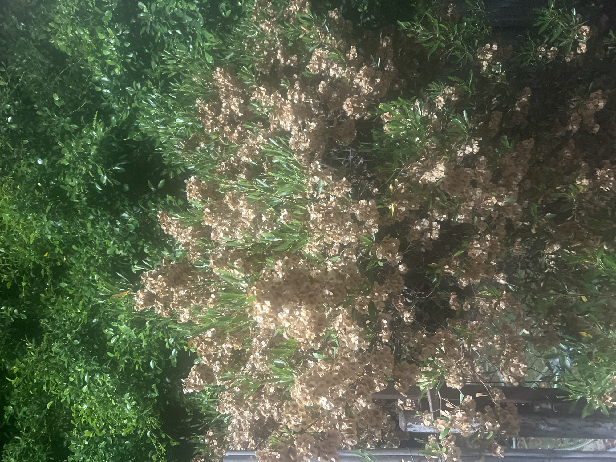 This is a full-frame, eye-level, vertical shot of a bush with a large cluster of dried seed pods and some green leaves. The bush is in a residential yard in Or Akiva, Israel. The bush is in the foreground, and a green hedge is in the background. There is a wooden post and a metal fence to the left of the bush. The lighting is low, suggesting it was taken at night or in a shaded area.