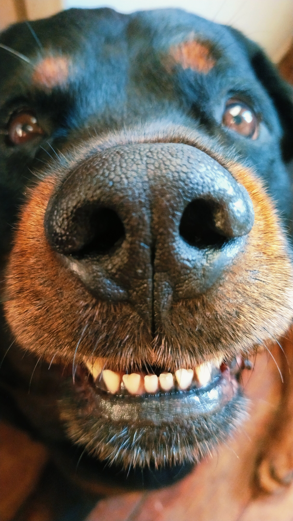 A close-up, vertical, eye-level, studio portrait shows the face of a Rottweiler dog. The dog's black fur with tan markings is visible. The dog's dark brown eyes are in focus, and its black, wet nose is prominent in the center of the frame. The dog's mouth is open, revealing its white teeth and pink gums. The background is blurred and appears to be a domestic indoor setting. No specific location in Horishni Plavni, Ukraine, can be determined from the image.