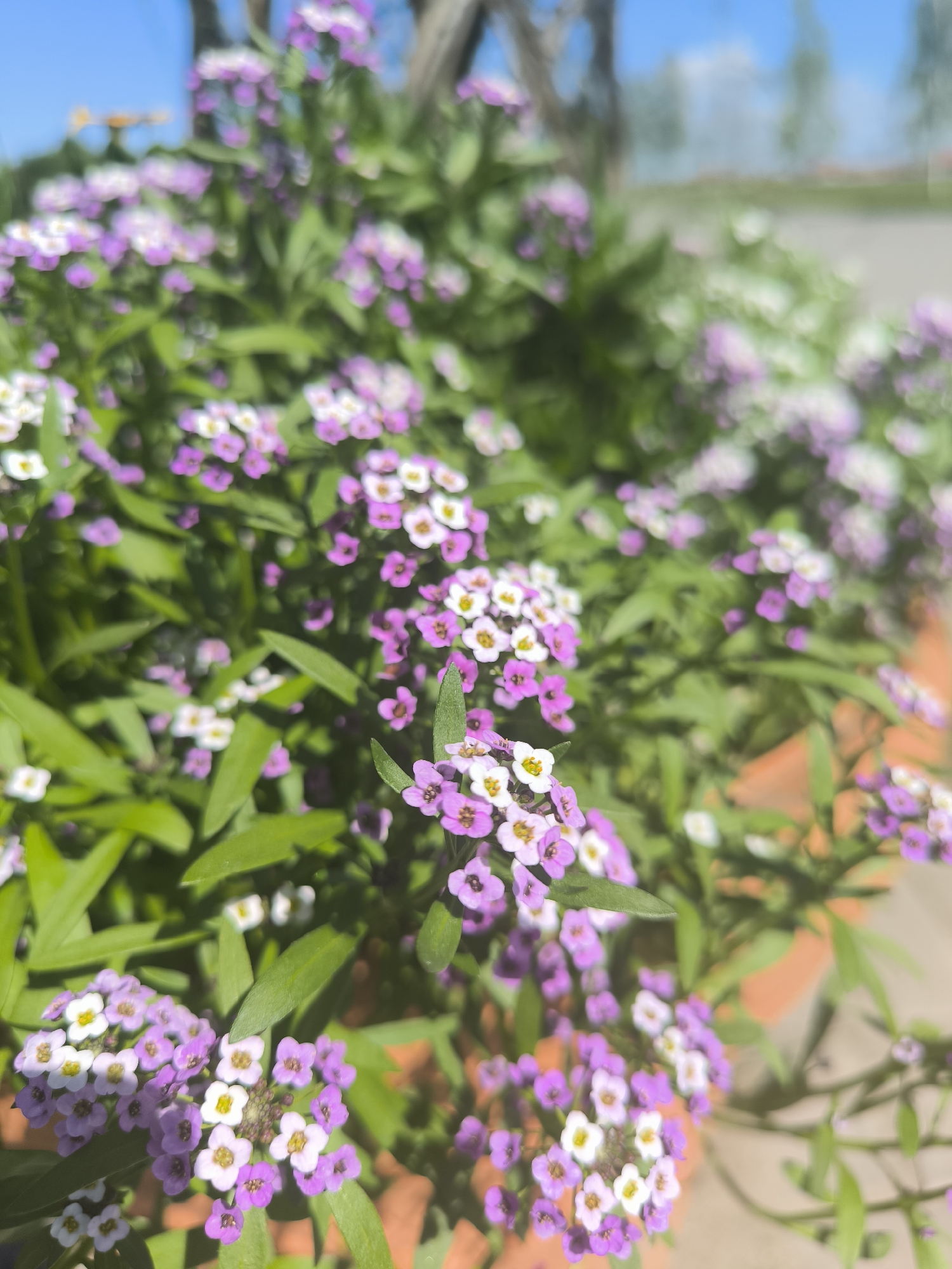 The image displays a close-up view of flowering plants with small, delicate purple and white blossoms. The flowers are clustered together on green stems and leaves, creating a dense, lush appearance. The background is blurred, showing hints of a light blue sky with some white clouds, and possibly trees or other vegetation further in the distance. The overall impression is one of a vibrant, blooming garden scene, likely outdoors during the day, given the bright lighting. The image does not contain any people or specific urban features of Laskino, Russia.