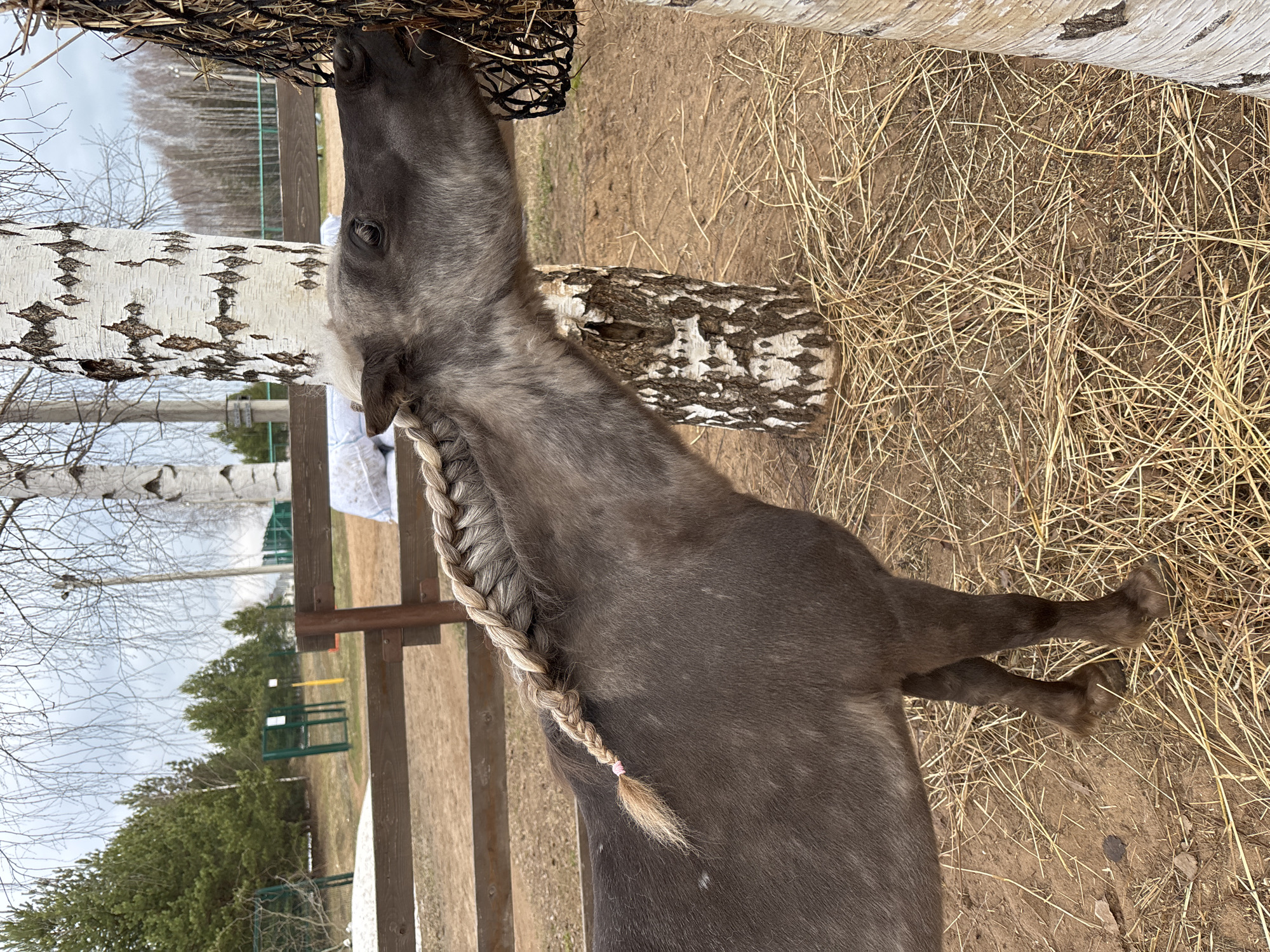 The image depicts a horse, possibly a pony due to its size, in an outdoor environment. The horse is predominantly grey with a braided mane. The braid is secured with a small pink band towards the end. The horse is standing in an area covered with dry grass and dirt. A birch tree is to the horse's left. A mesh hay feeder hangs near the horse's head, and it appears to be eating from it. A wooden fence and some greenery are visible in the background. Given the request for the location in Русский Вожой, Russia, one could assume that the photograph was taken there, although no specific landmarks or indicators within the image explicitly confirm this.