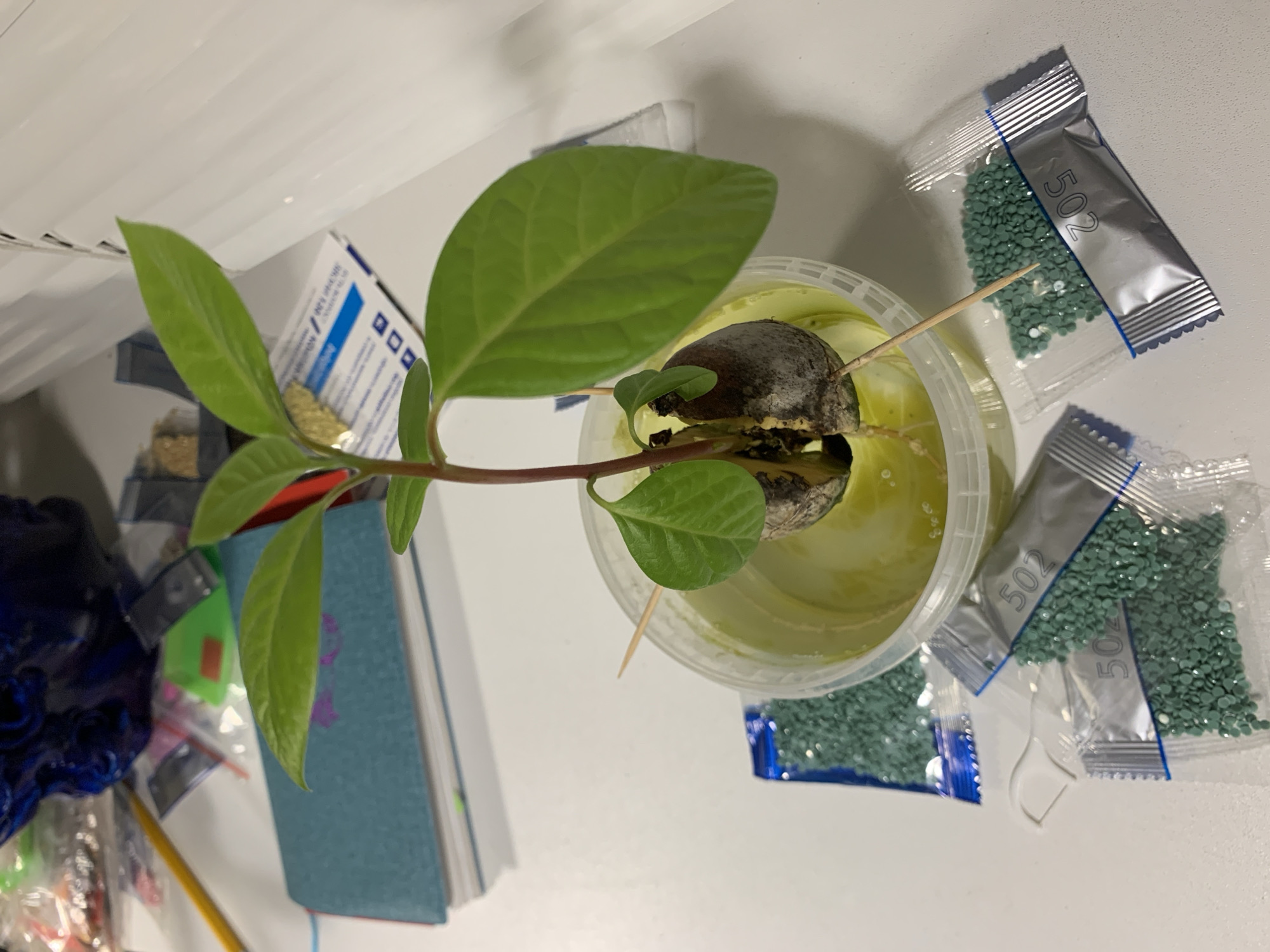In a close-up, top-down shot, an avocado seedling sprouts from its seed, which is suspended in a clear plastic container filled with light green liquid. The seedling's stem is reddish-brown, and it has several vibrant green leaves. Two toothpicks are inserted into the avocado seed, helping to hold it above the liquid. Scattered around the container are three small, sealed plastic bags filled with tiny, light green beads, likely for crafting or decoration. In the background, a blue notebook with a light blue cover lies open, alongside a yellow pencil and other unidentifiable items in soft focus. The overall scene appears to be set on a white surface, possibly a desk or table. The image was taken on November 24, 2023.