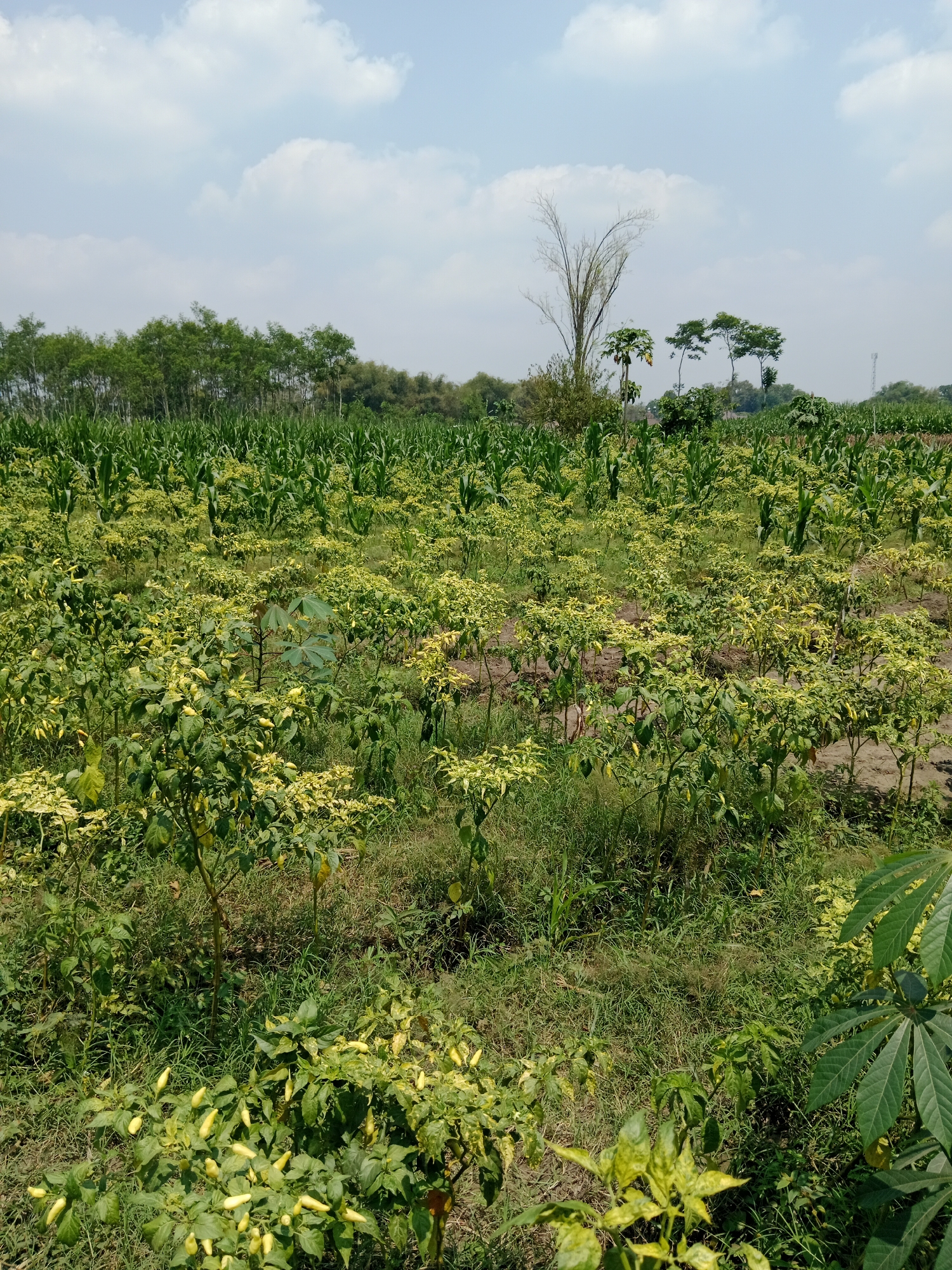 The image depicts an agricultural field in Bendorejo, Indonesia, under a partly cloudy sky. The foreground is dominated by rows of small, leafy plants bearing numerous small, yellow chili peppers. These plants are interspersed with dry grasses and some areas of bare soil. In the mid-ground, a larger expanse of taller, green crops, likely corn, stretches across the landscape. The background features a line of trees and vegetation, with a cell tower visible in the distance on the right. The overall scene is one of a rural agricultural setting.