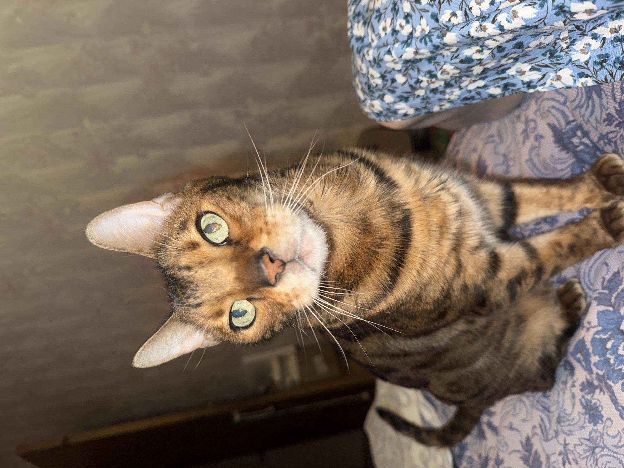 A close-up, high-angle shot captures a domestic cat, likely a Bengal or similar tabby breed, lying down and looking directly at the camera. The cat's head is tilted slightly, prominently displaying its large, luminous green eyes which are wide and attentive. Its long, white whiskers fan out from either side of its muzzle, and its nose is a soft pinkish-brown. The cat's fur is a distinctive pattern of brown, black, and lighter tan stripes and spots, characteristic of a rosetted tabby.
The cat is resting on a patterned surface. To the upper right, a light blue fabric with a white floral pattern is visible. Below and partially beneath the cat's body, there is another patterned fabric, a muted blue-purple with an intricate, possibly paisley-like, design. The background behind the cat's head and left ear is a blurred, solid brownish-tan, suggesting a wall or piece of furniture. The lighting is soft and even, highlighting the textures of the cat's fur and the fabrics. The cat's expression appears curious and watchful. There is no visible text in the image.
