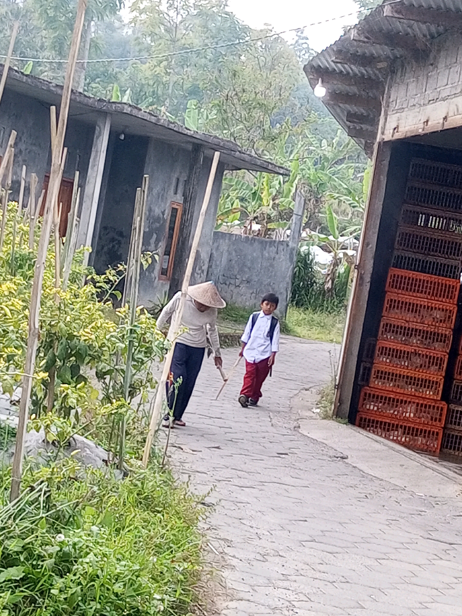In Krasak, Indonesia, an older individual wearing a conical hat and a light-colored long-sleeved shirt and dark pants walks on a paved path, holding a wooden tool. A young boy in a white shirt, red pants, and a backpack walks ahead of the older individual on the same path. To the left of the path, there are rows of green leafy plants. To the right, a building with a corrugated metal roof is visible, with stacks of orange crates filled with items. The background shows trees and vegetation.