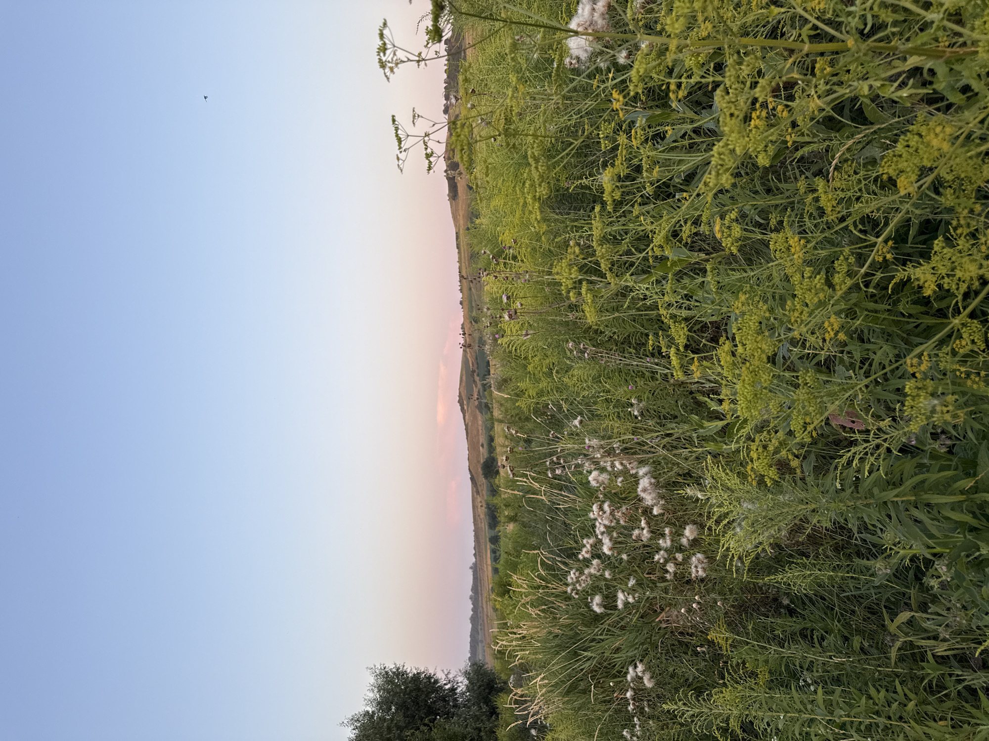 The image depicts a rural landscape under a clear, pale blue sky with a hint of pink near the horizon. In the foreground, tall green grass and various wildflowers, some with white fluffy seed heads, dominate the scene. Yellow-flowered plants are also visible, interspersed with the green foliage. In the middle ground, rolling hills are covered in vegetation. A single bird is visible in the sky towards the upper right. The overall impression is one of a serene, natural environment.